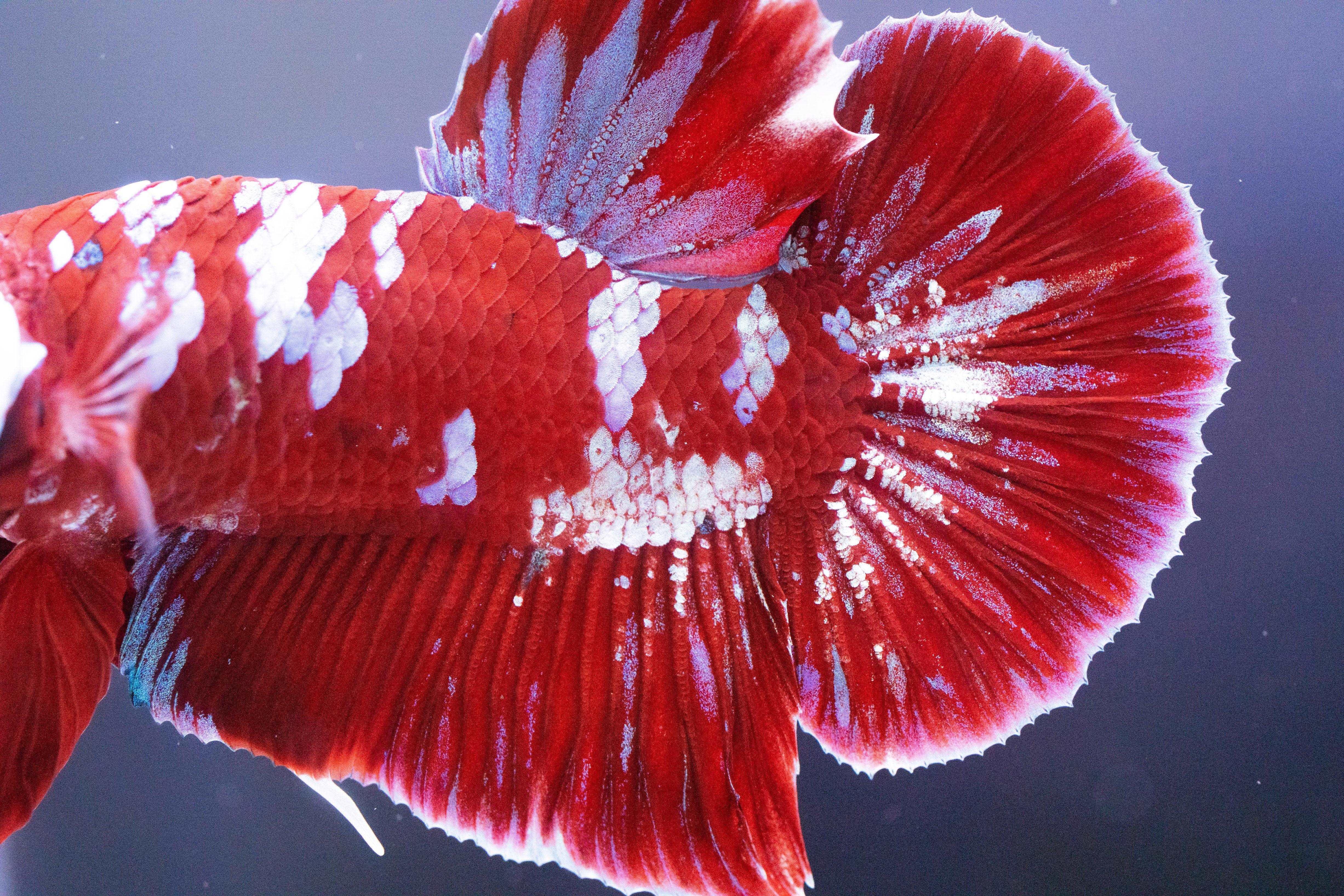Koi Red Galaxy Cloud Plakat Male Betta Fish - Image 6