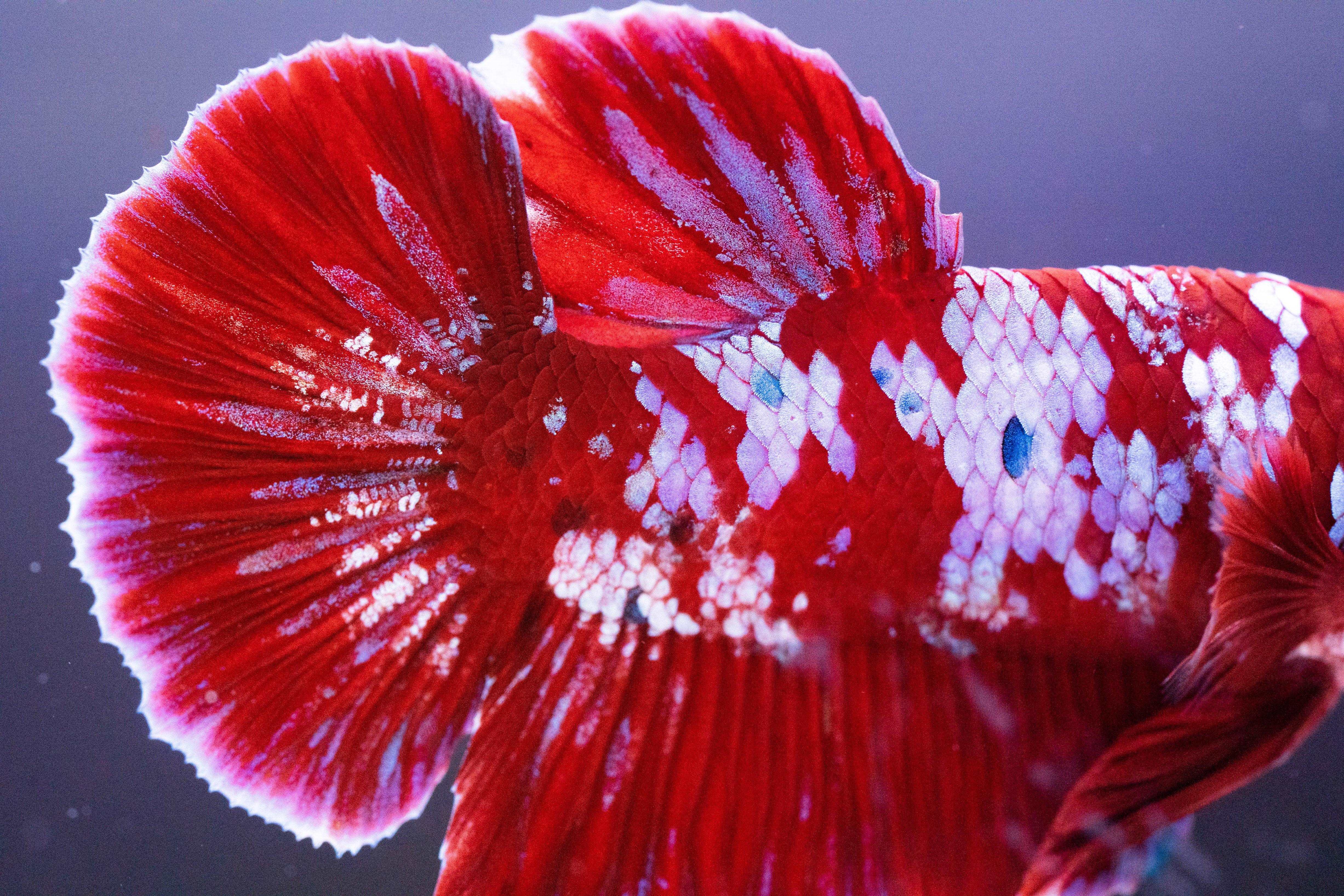Koi Red Galaxy Cloud Plakat Male Betta Fish - Image 7
