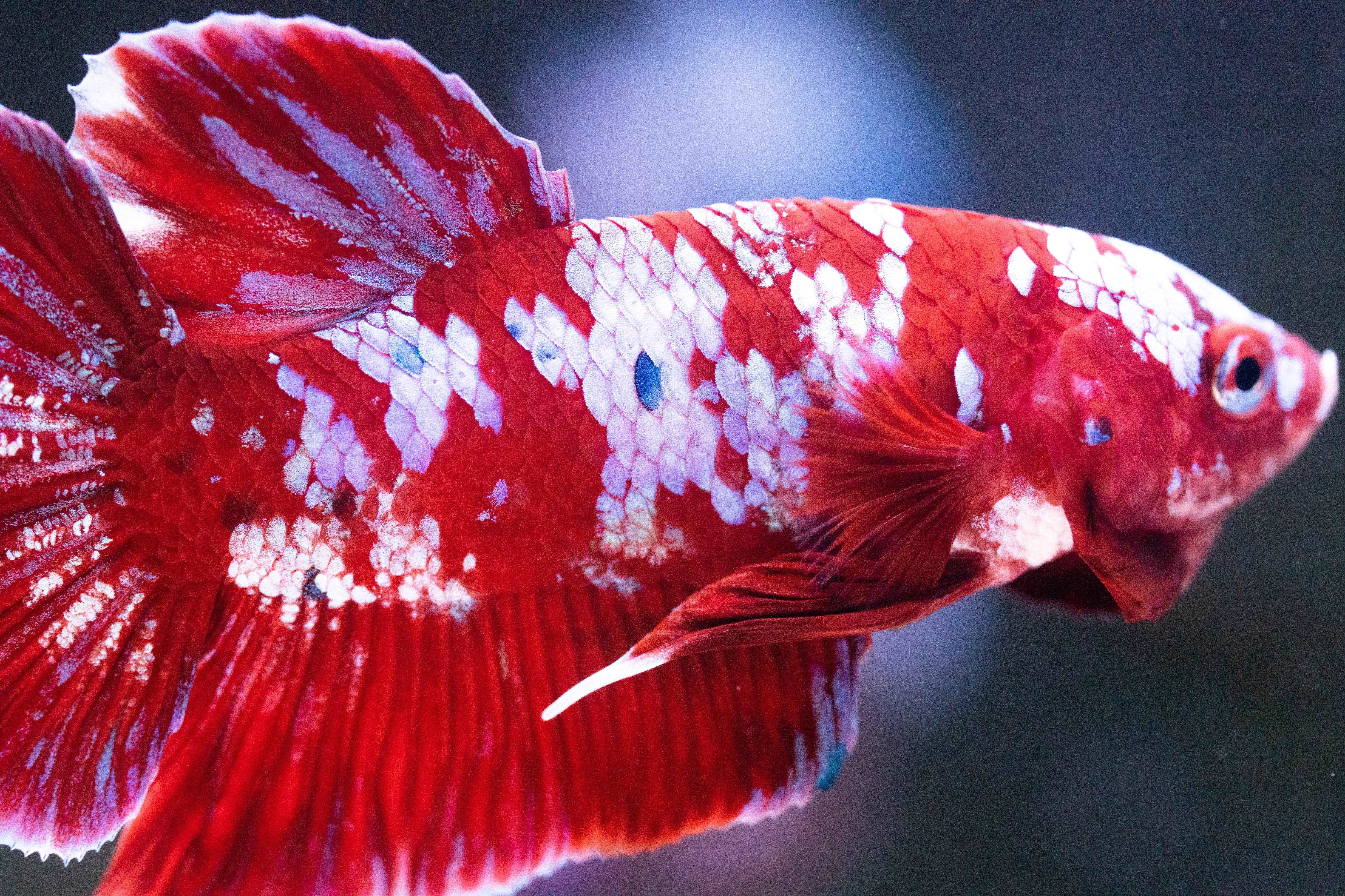 Koi Red Galaxy Cloud Plakat Male Betta Fish - Image 8