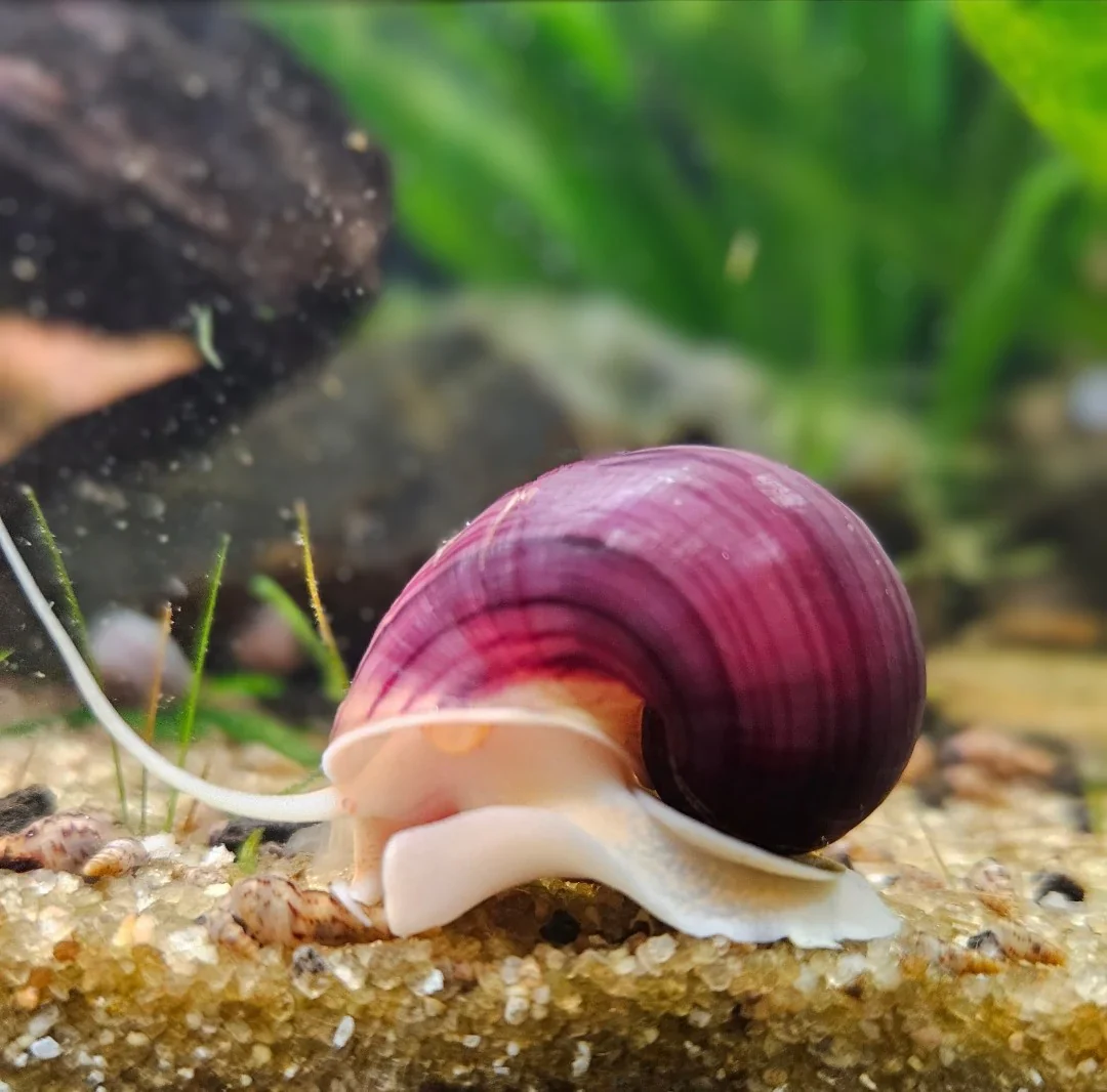 Magenta Mystery Snail - Image 3