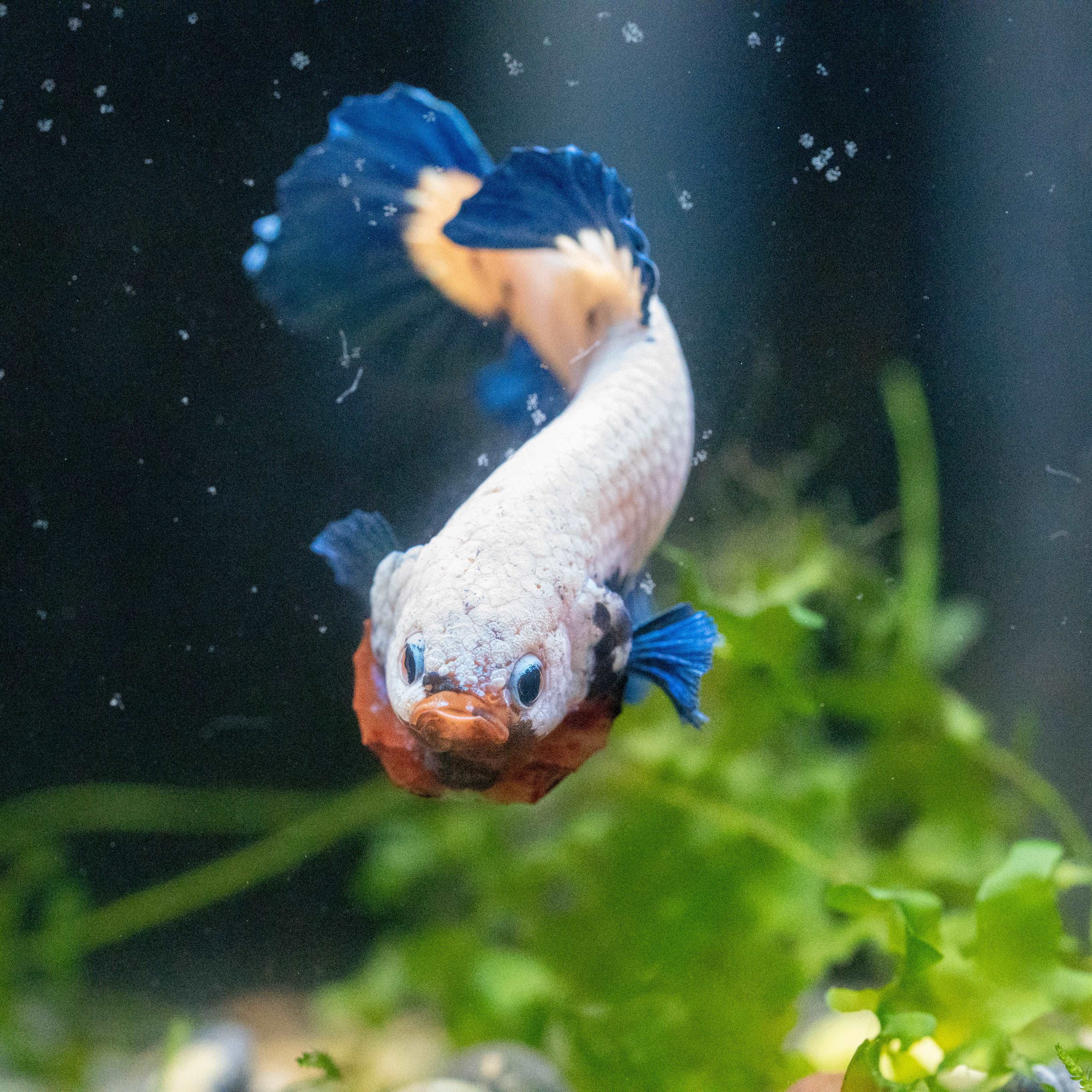 Marble Rim Plakat Male Betta Fish - Image 3