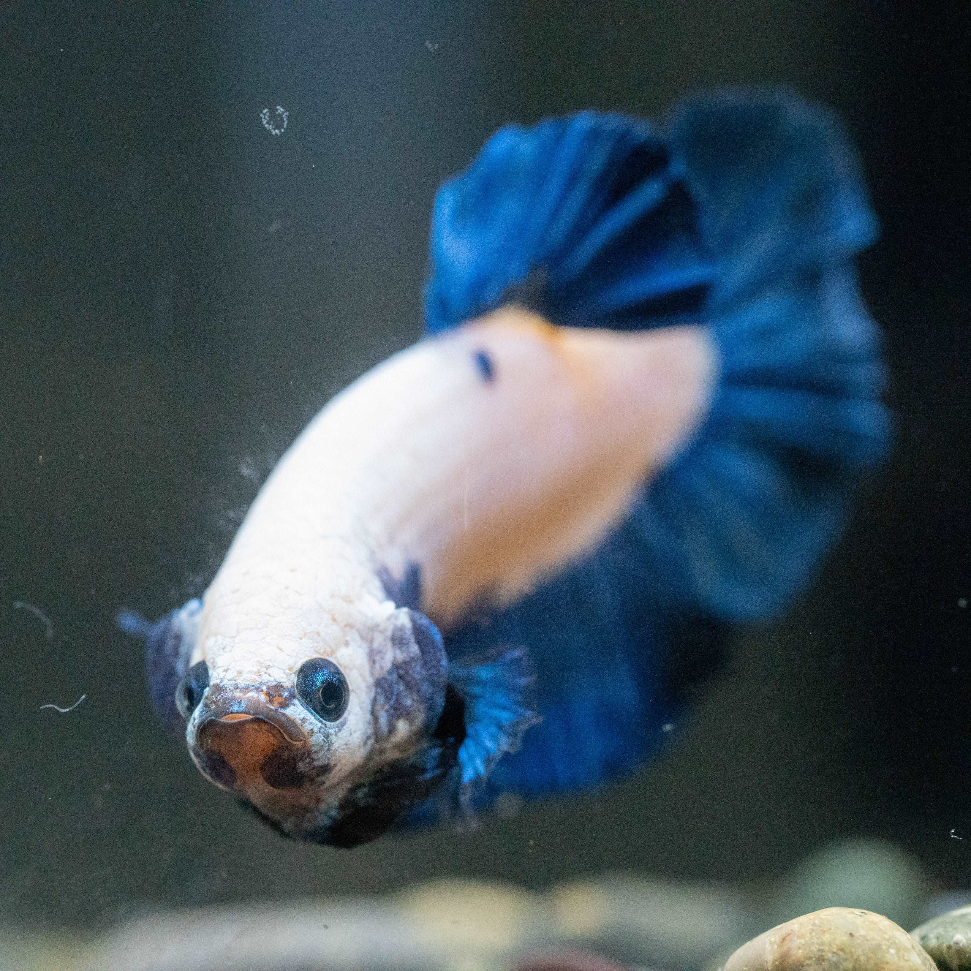 Marble Rim Plakat Male Betta Fish - Image 4