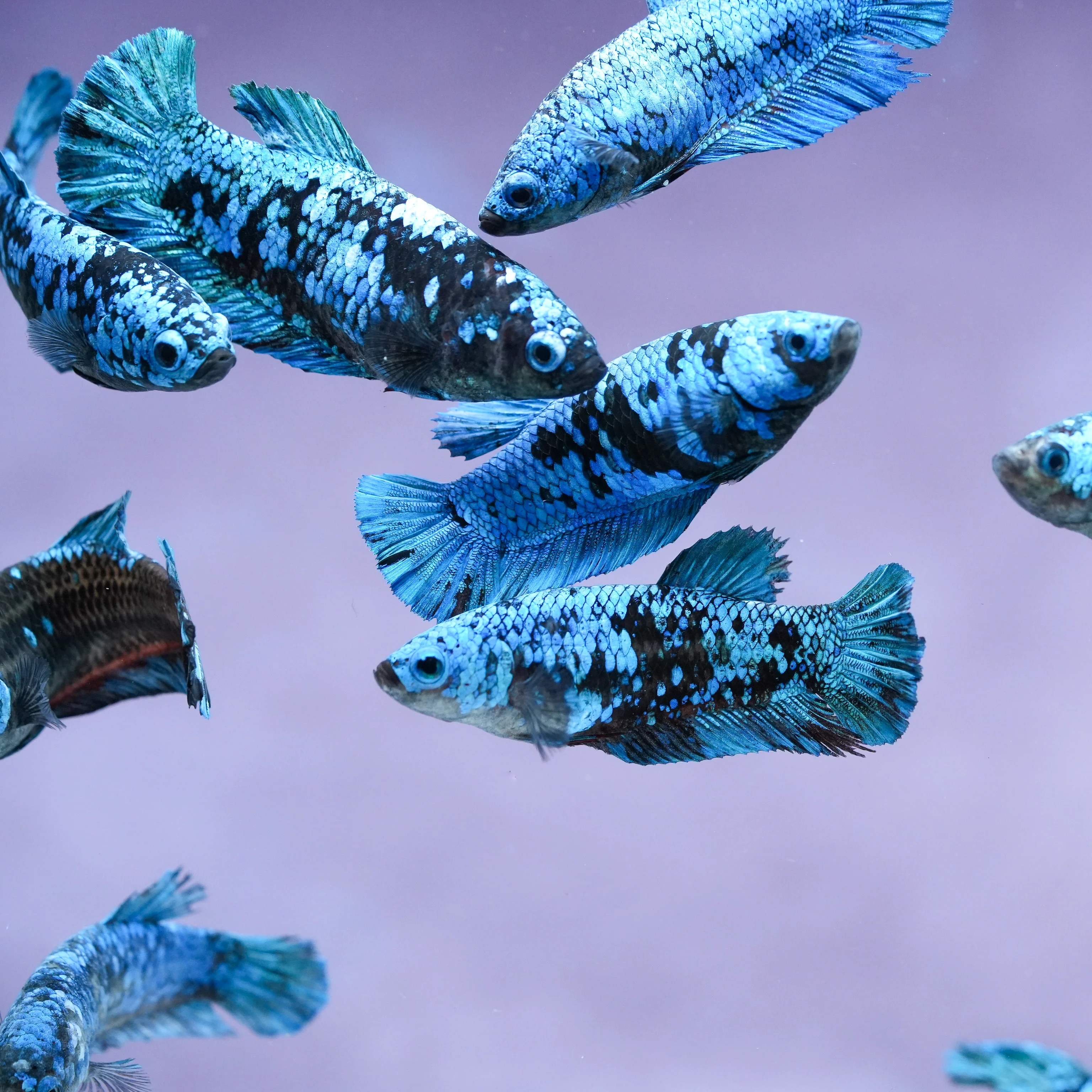 Mix Avarta Black Blue Galaxy, Black Green Galaxy Female Betta Fish - Image 3