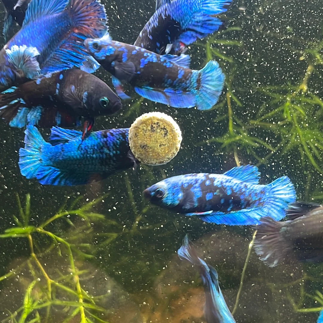 Mix Avarta Black Blue Galaxy, Black Green Galaxy Female Betta Fish - Image 4