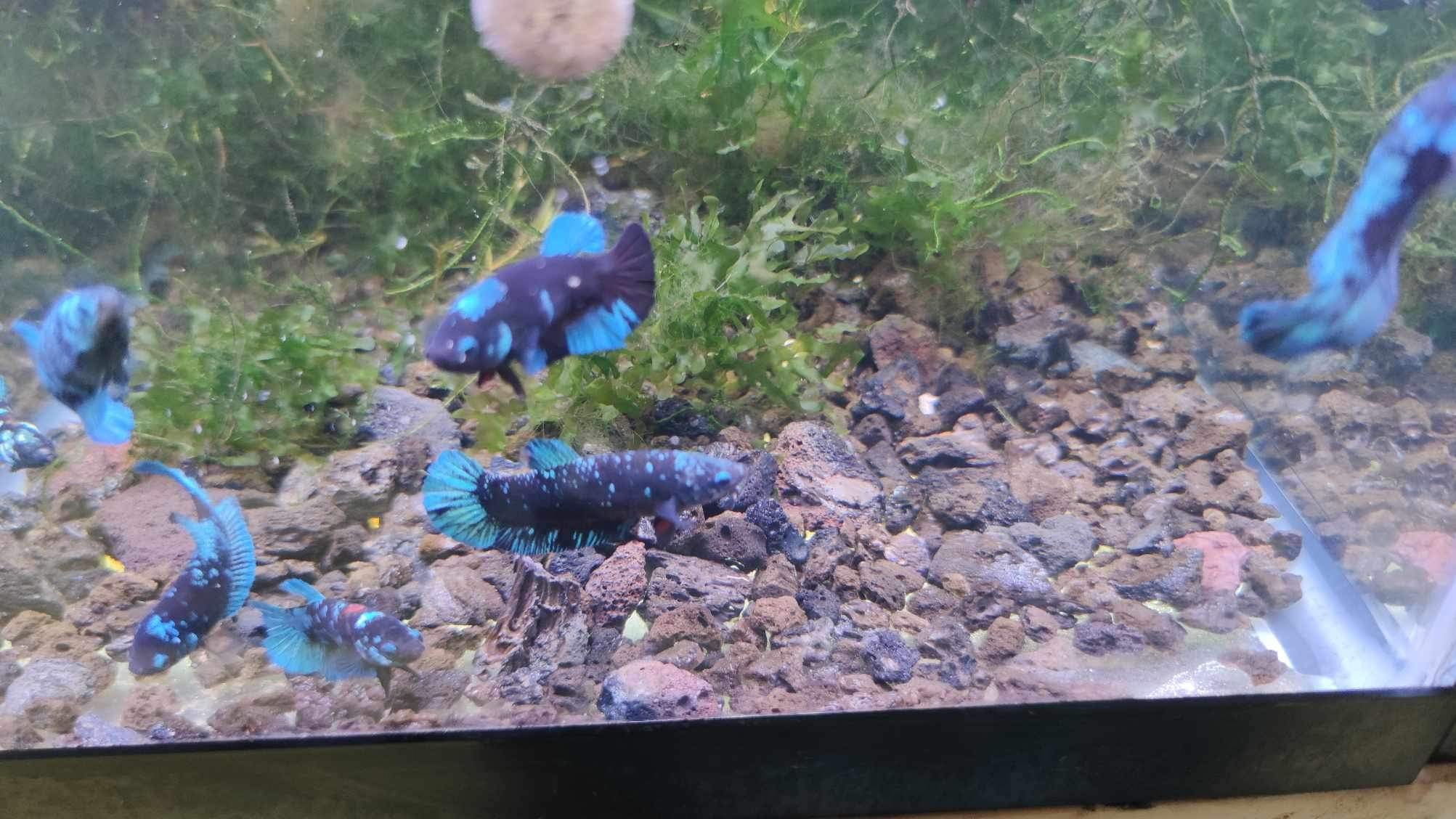 Mix Avarta Black Blue Galaxy, Black Green Galaxy Female Betta Fish - Image 6