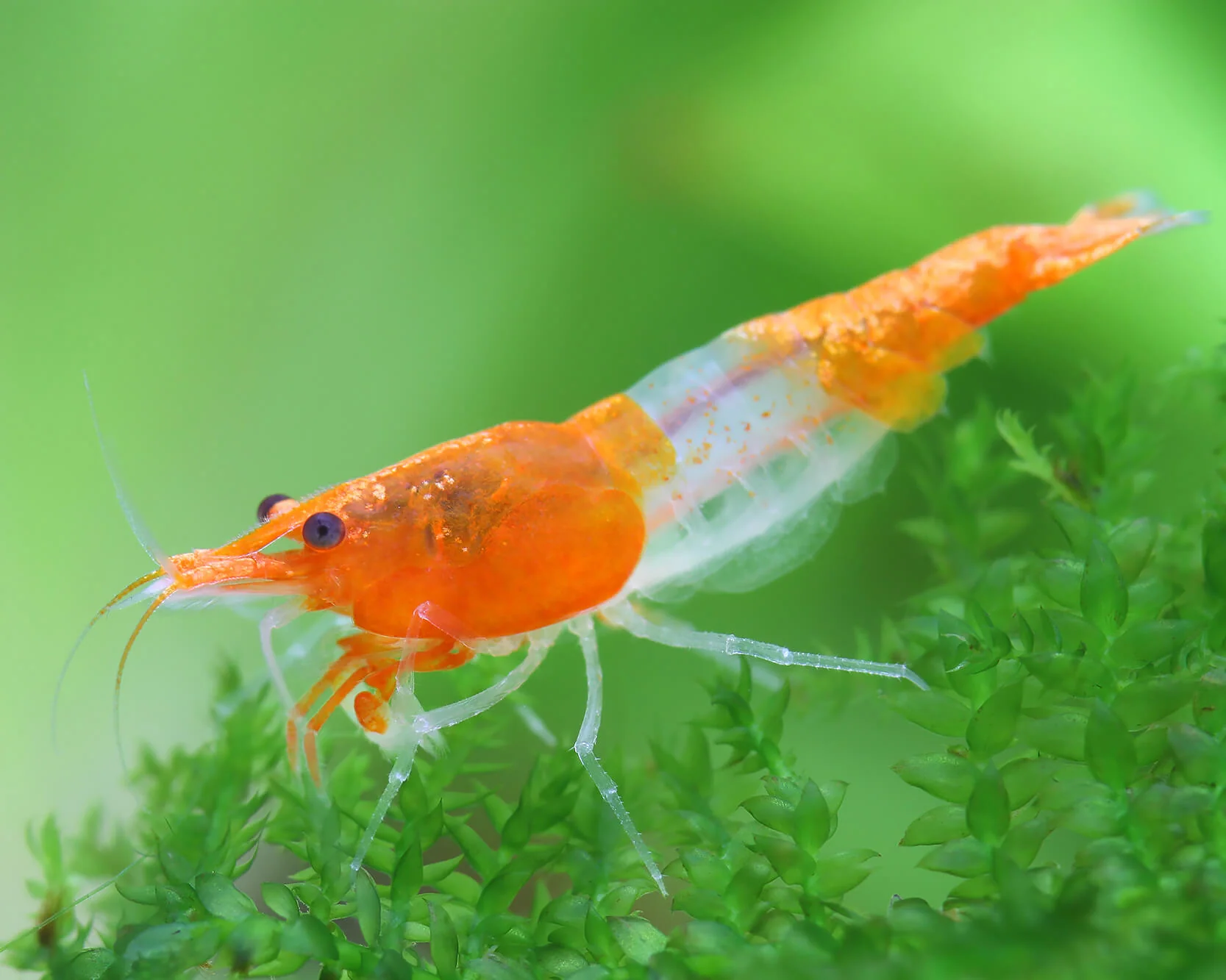 Orange Rili Neocaridina Shrimp - Image 3