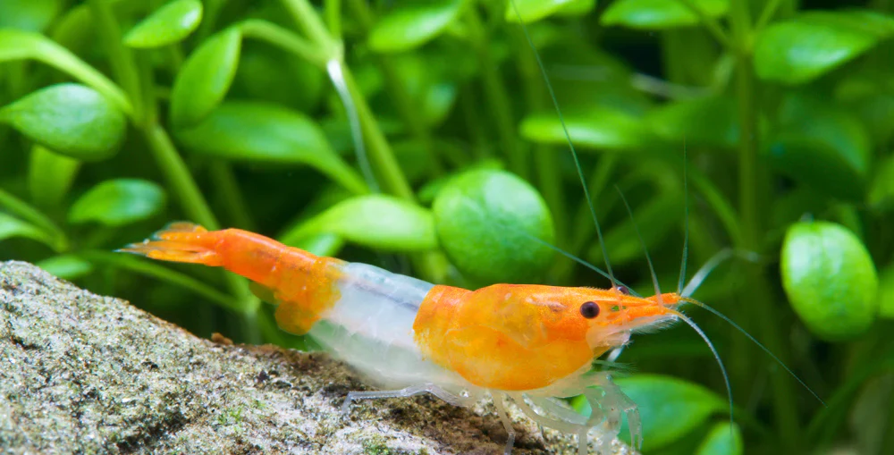Orange Rili Neocaridina Shrimp - Image 4
