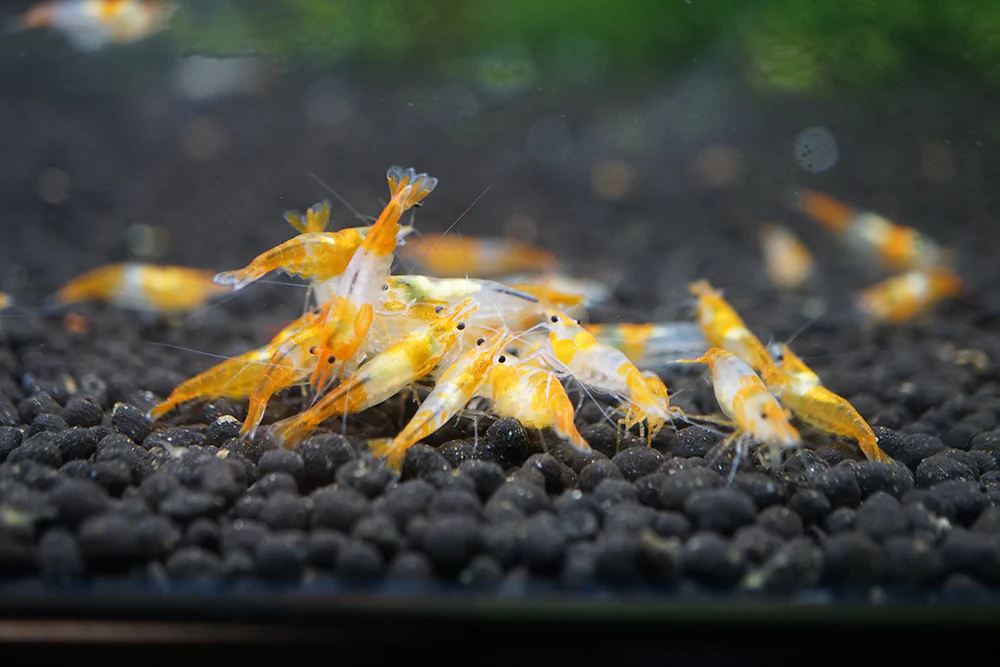 Orange Rili Neocaridina Shrimp - Image 5
