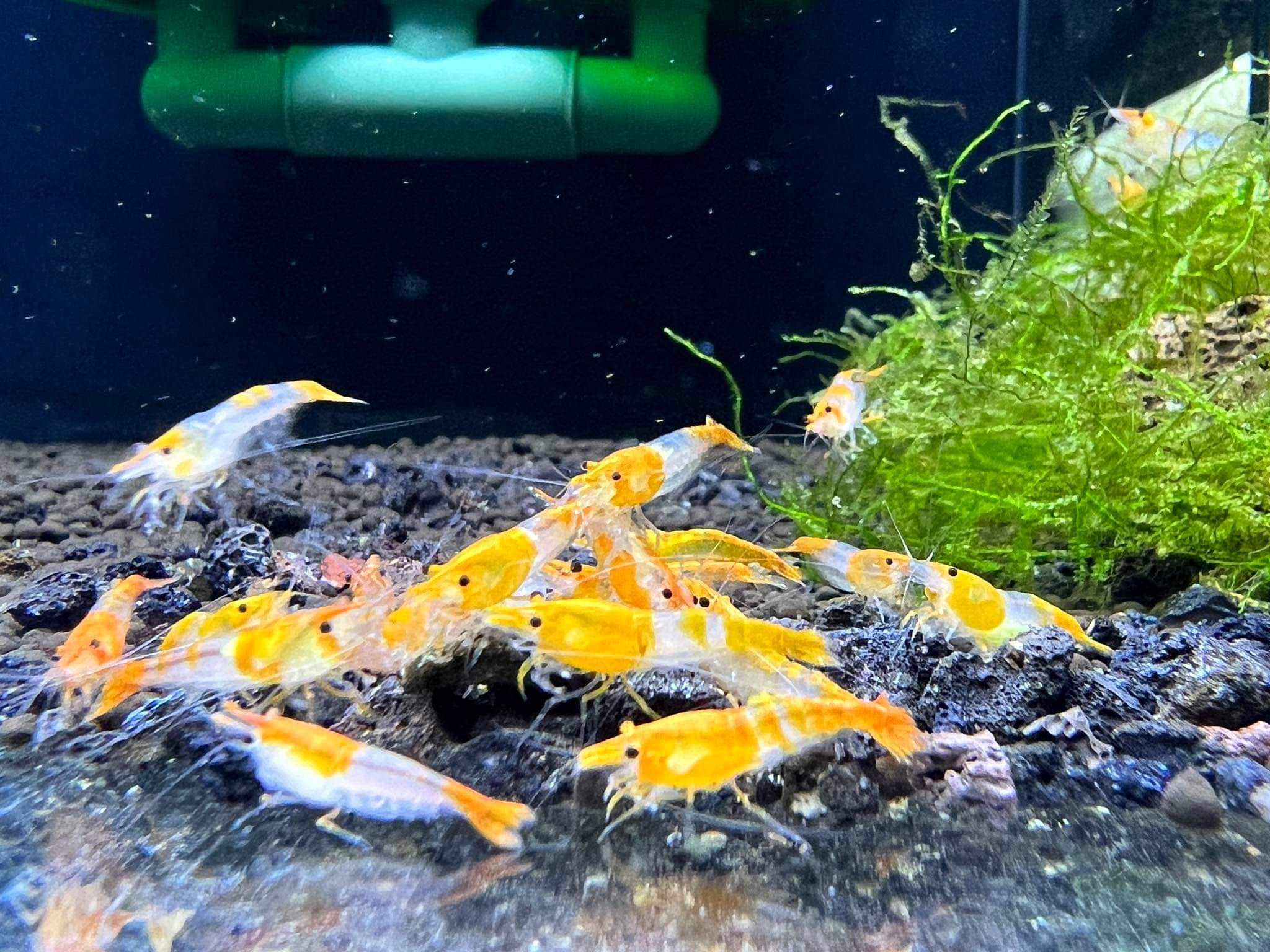 Orange Rili Neocaridina Shrimp - Image 6