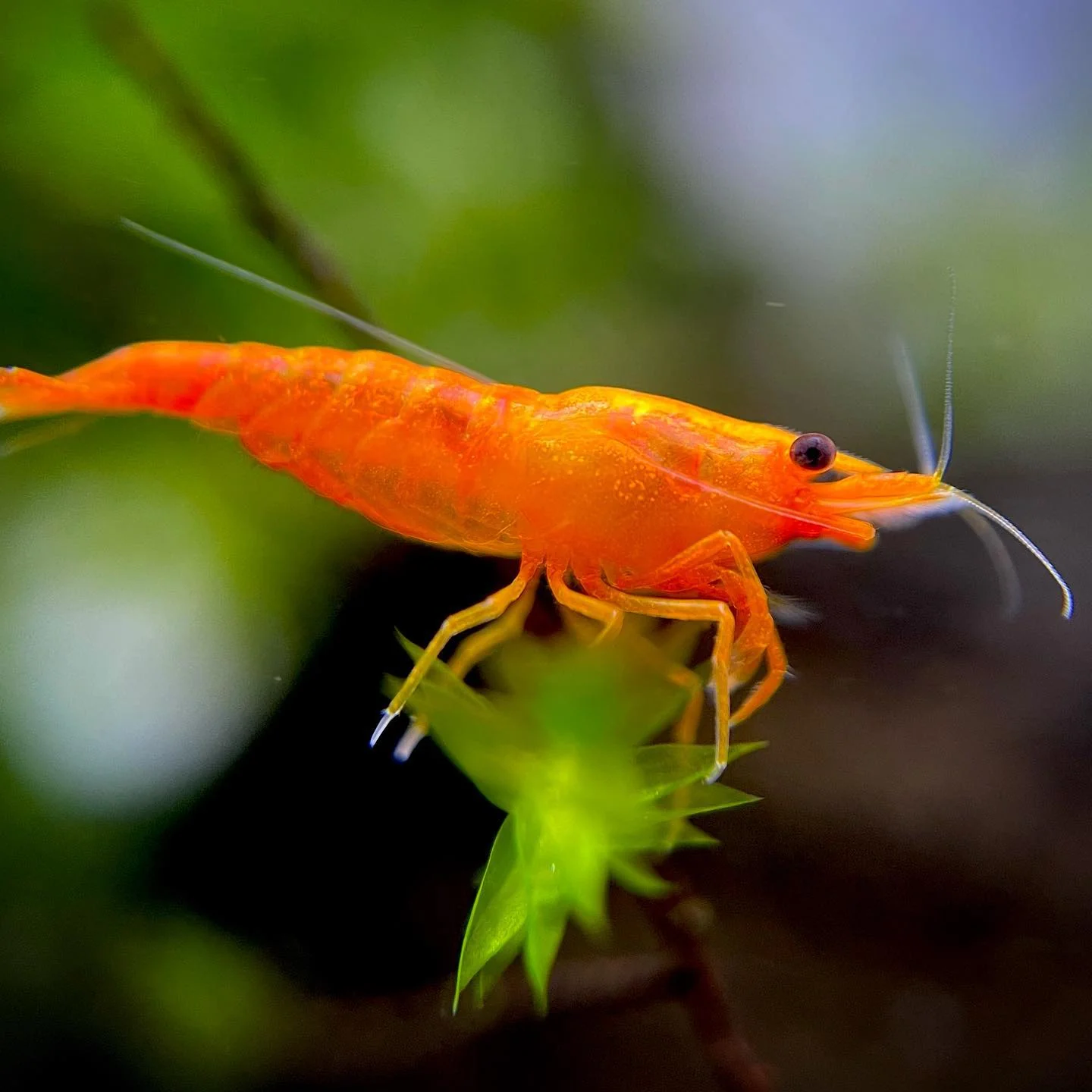 Orange Sunkist Neocaridina Shrimp - Image 3