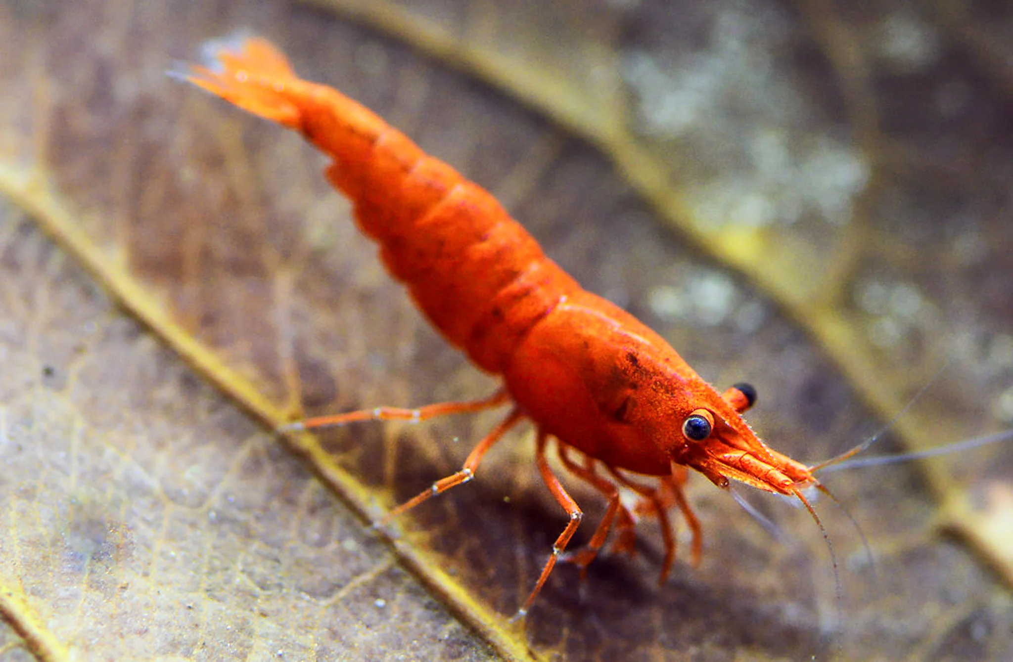 Orange Sunkist Neocaridina Shrimp - Image 4