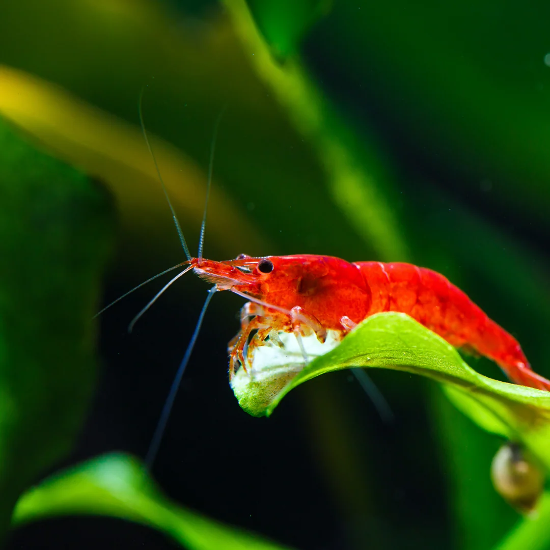 Red Cherry Neocaridina Freshwater Shrimp - Image 3