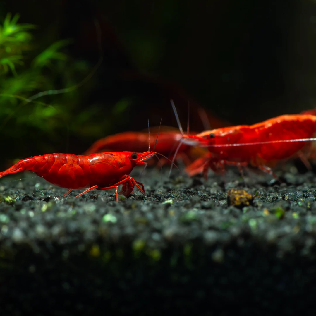 Red Cherry Neocaridina Freshwater Shrimp - Image 4