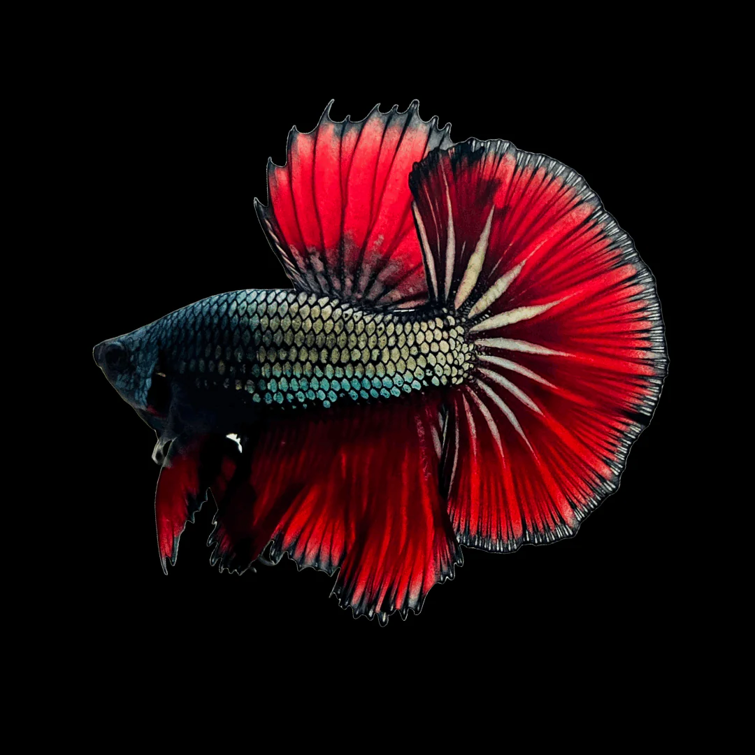 Red Copper Halfmoon Male Betta Fish - Image 3