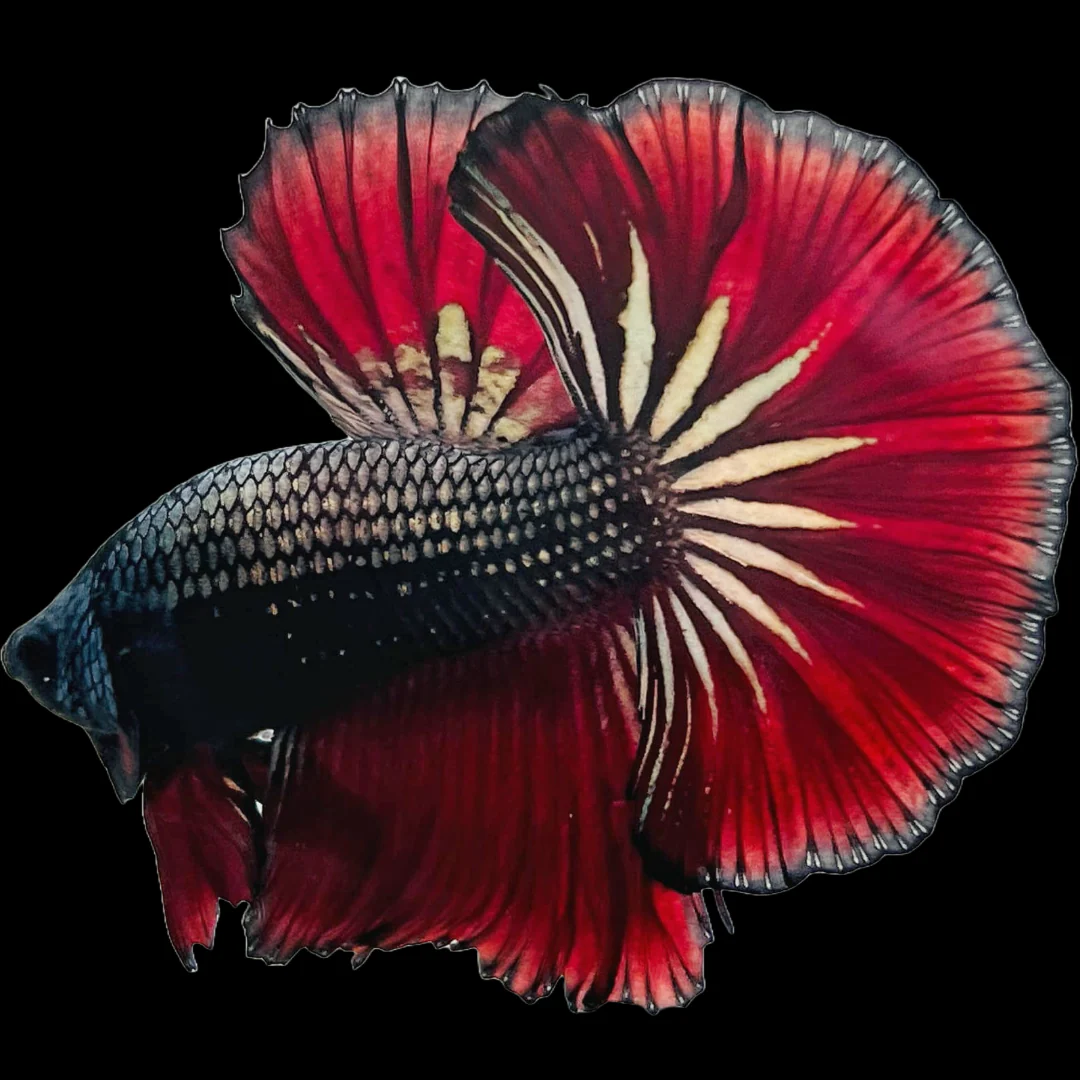 Red Copper Halfmoon Male Betta Fish - Image 4