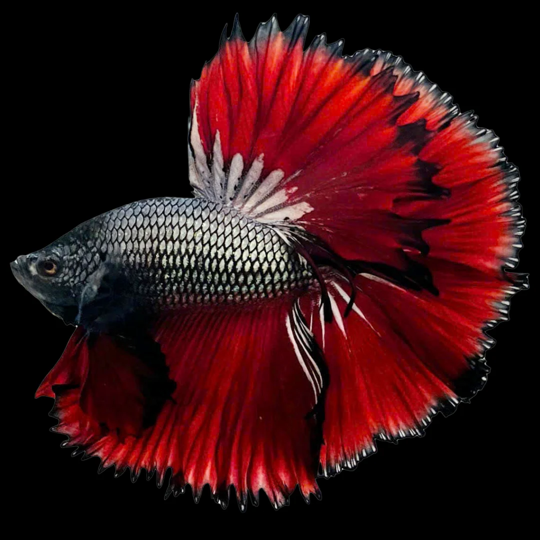 Red Copper Halfmoon Male Betta Fish - Image 5