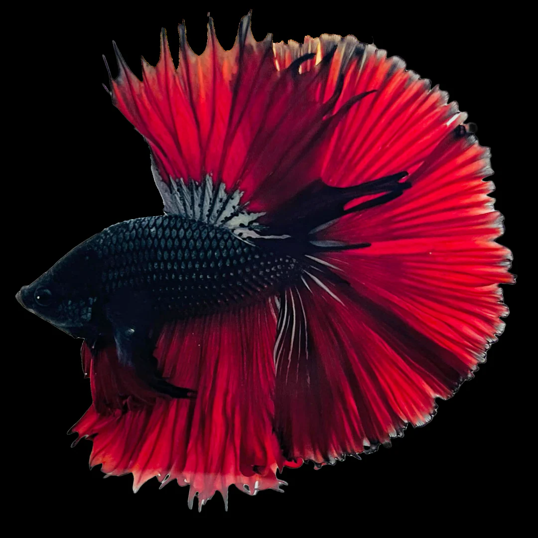 Red Copper Halfmoon Male Betta Fish - Image 6