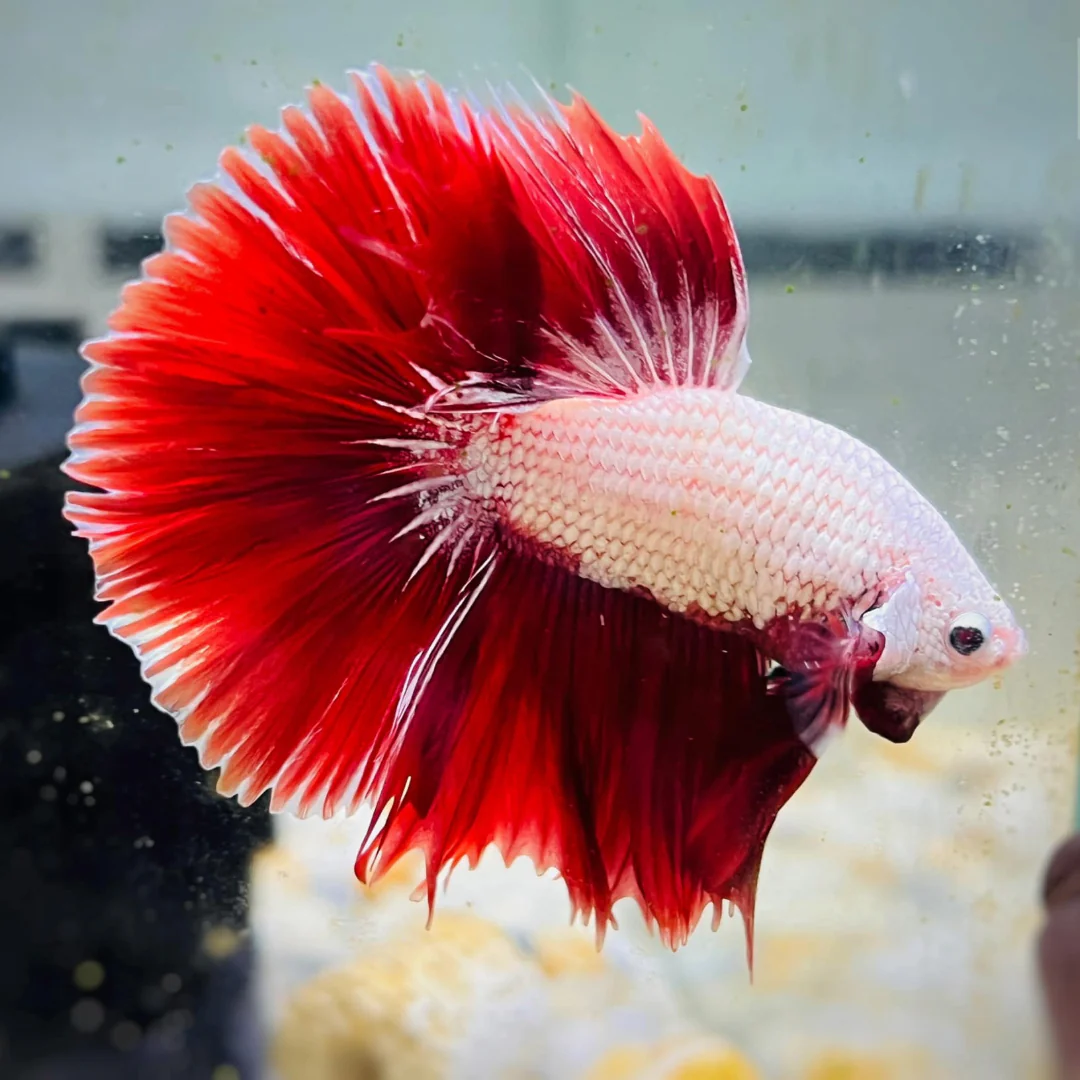 Red Dragon Halfmoon Male Betta Fish - Image 3