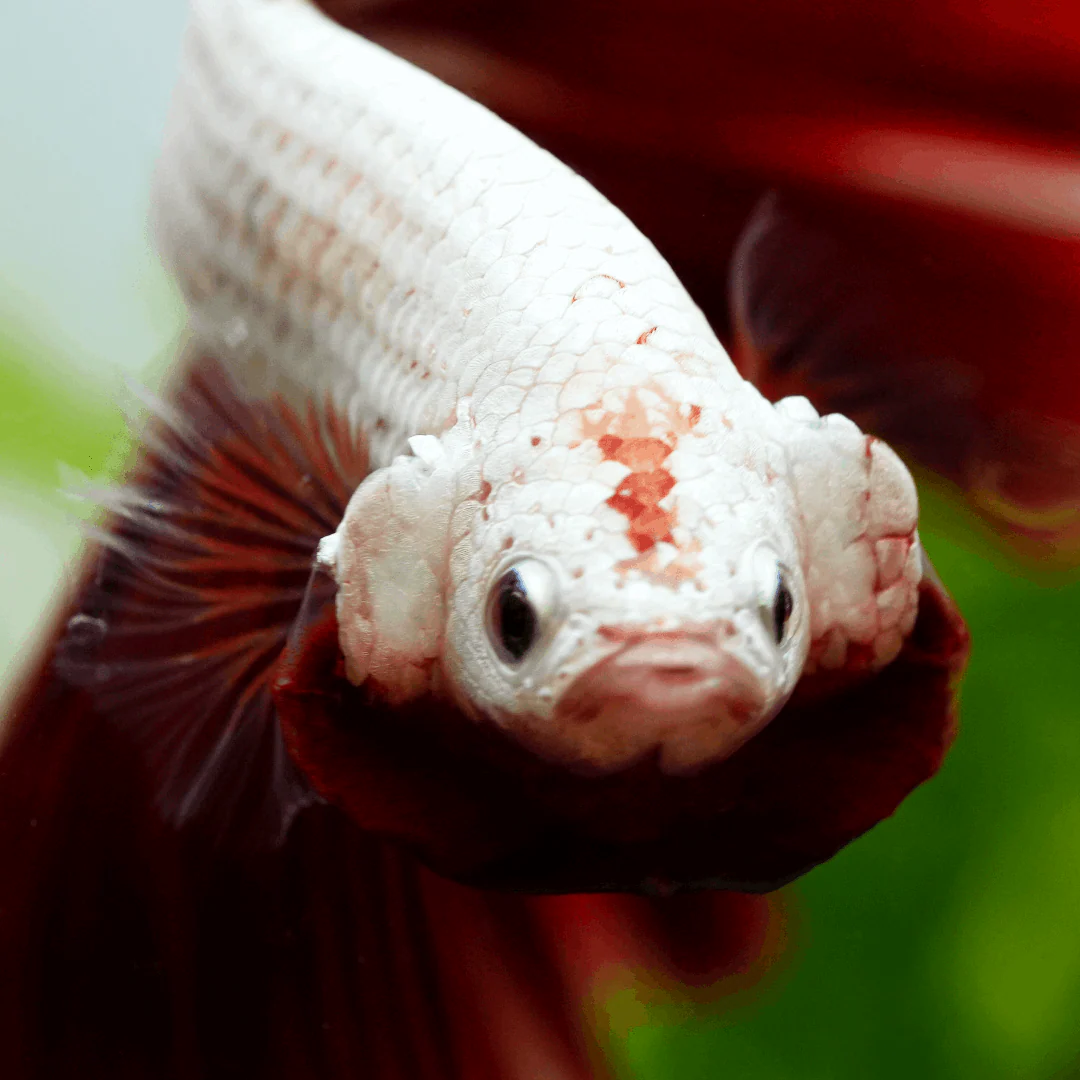 Red Dragon Halfmoon Male Betta Fish - Image 4