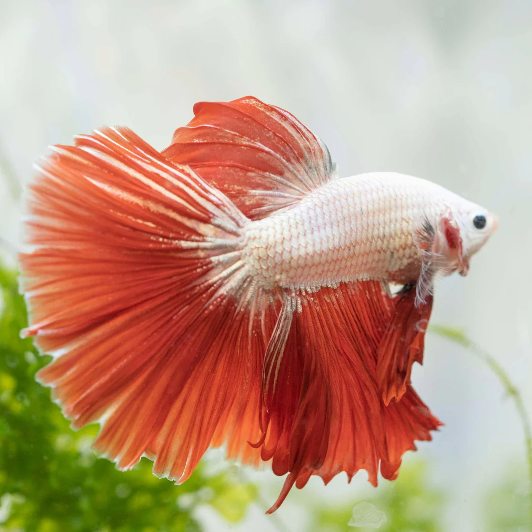 Red Dragon Halfmoon Male Betta Fish - Image 5