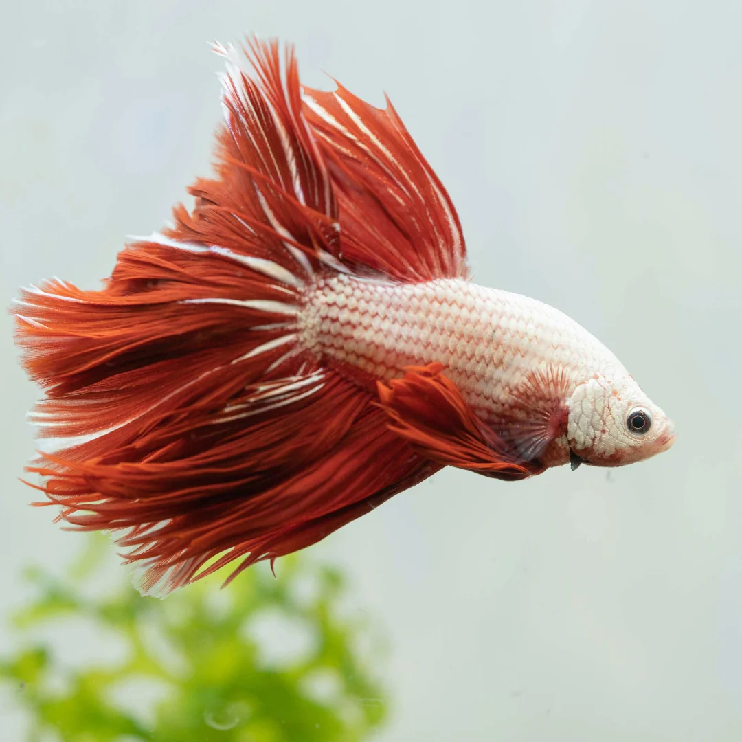 Red Dragon Halfmoon Male Betta Fish - Image 6