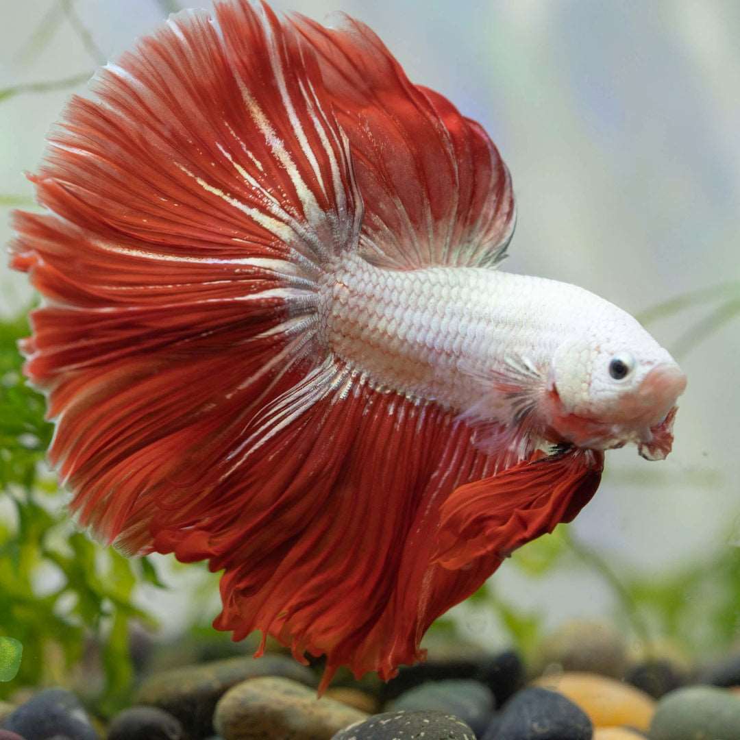 Red Dragon Halfmoon Male Betta Fish - Image 7