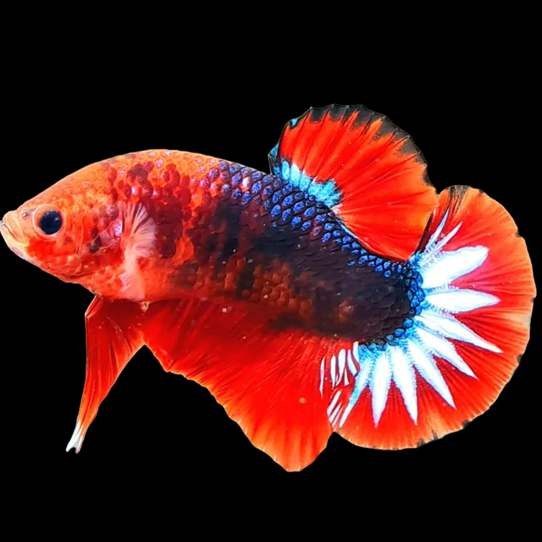 Red Fancy Hellboy Plakat Male Betta Fish | Mystery Betta - Image 3