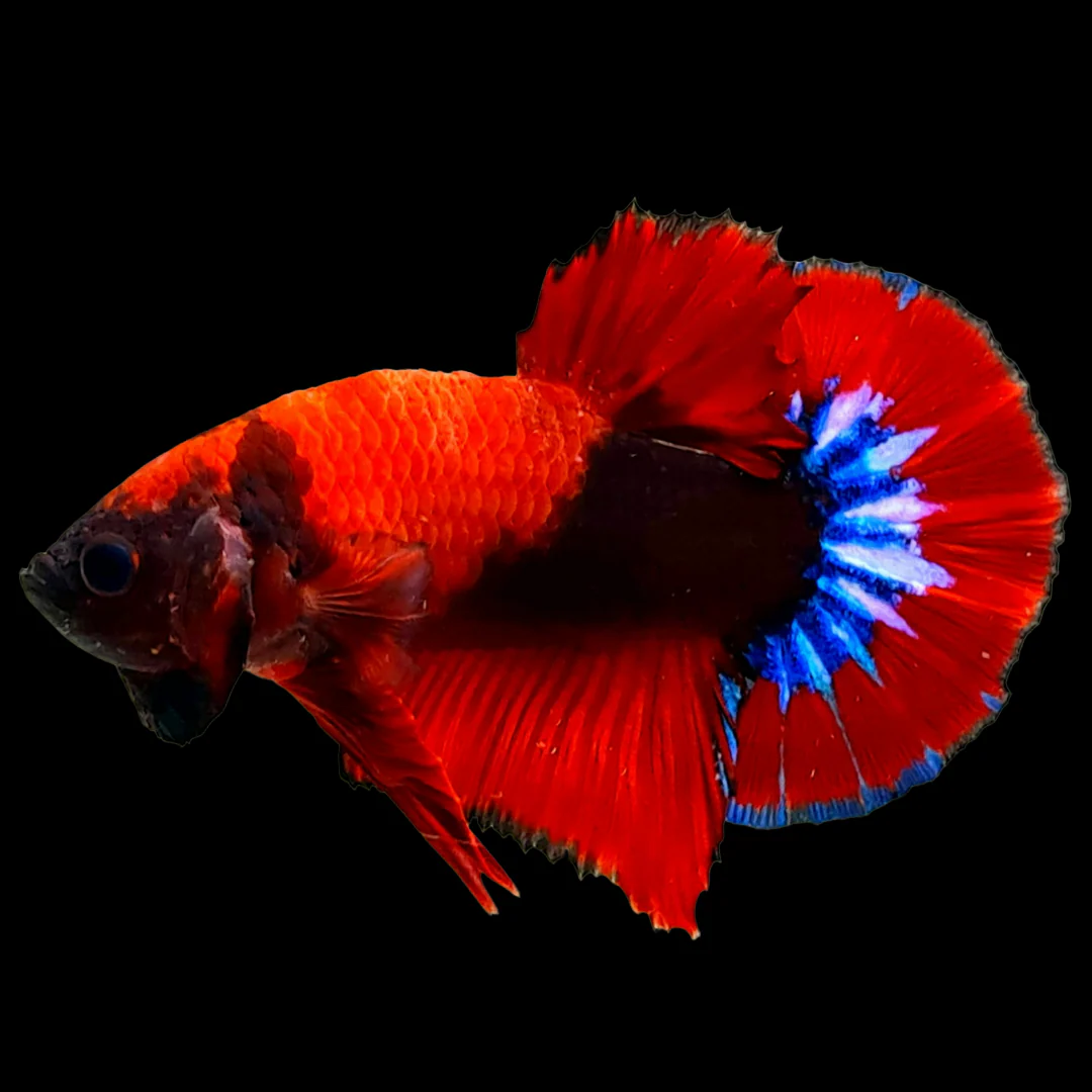 Red Fancy Hellboy Plakat Male Betta Fish | Mystery Betta - Image 5