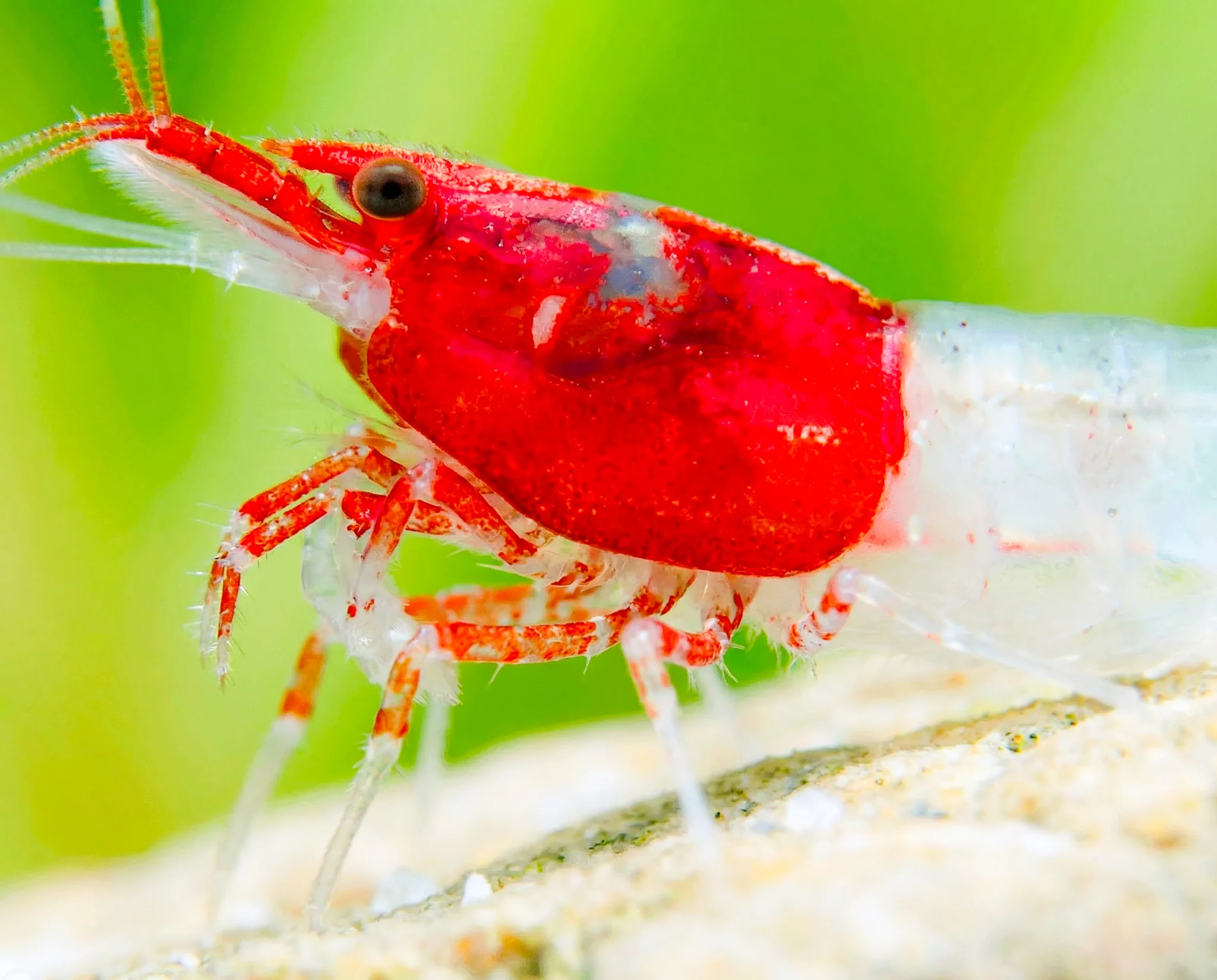 Red Head Rili Neocaridina Shrimp - Image 3