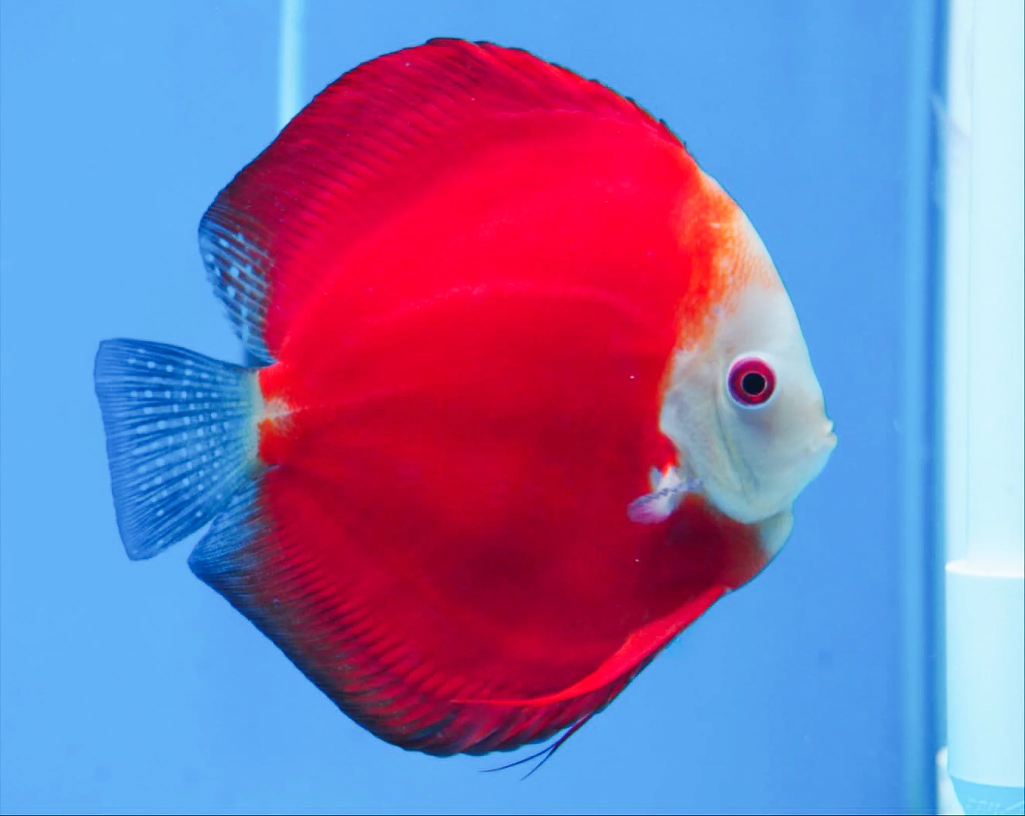 Red Melon Discus Fish - Image 3