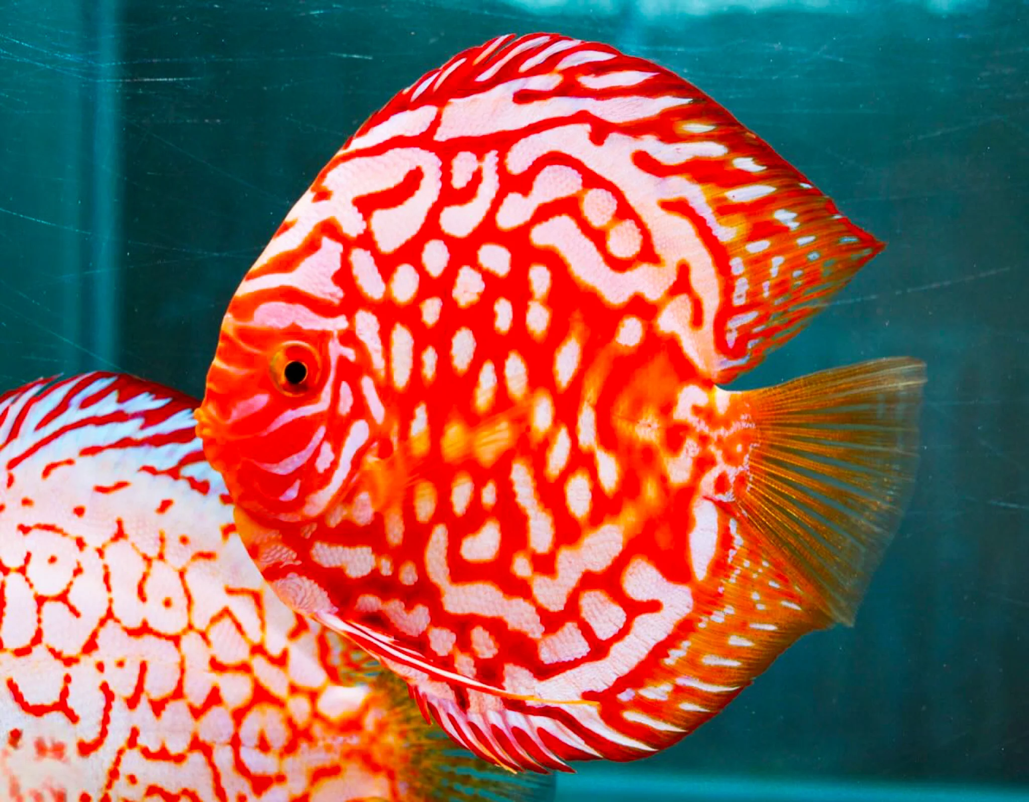 Red Panda Discus Fish | Ultra Color - Image 3