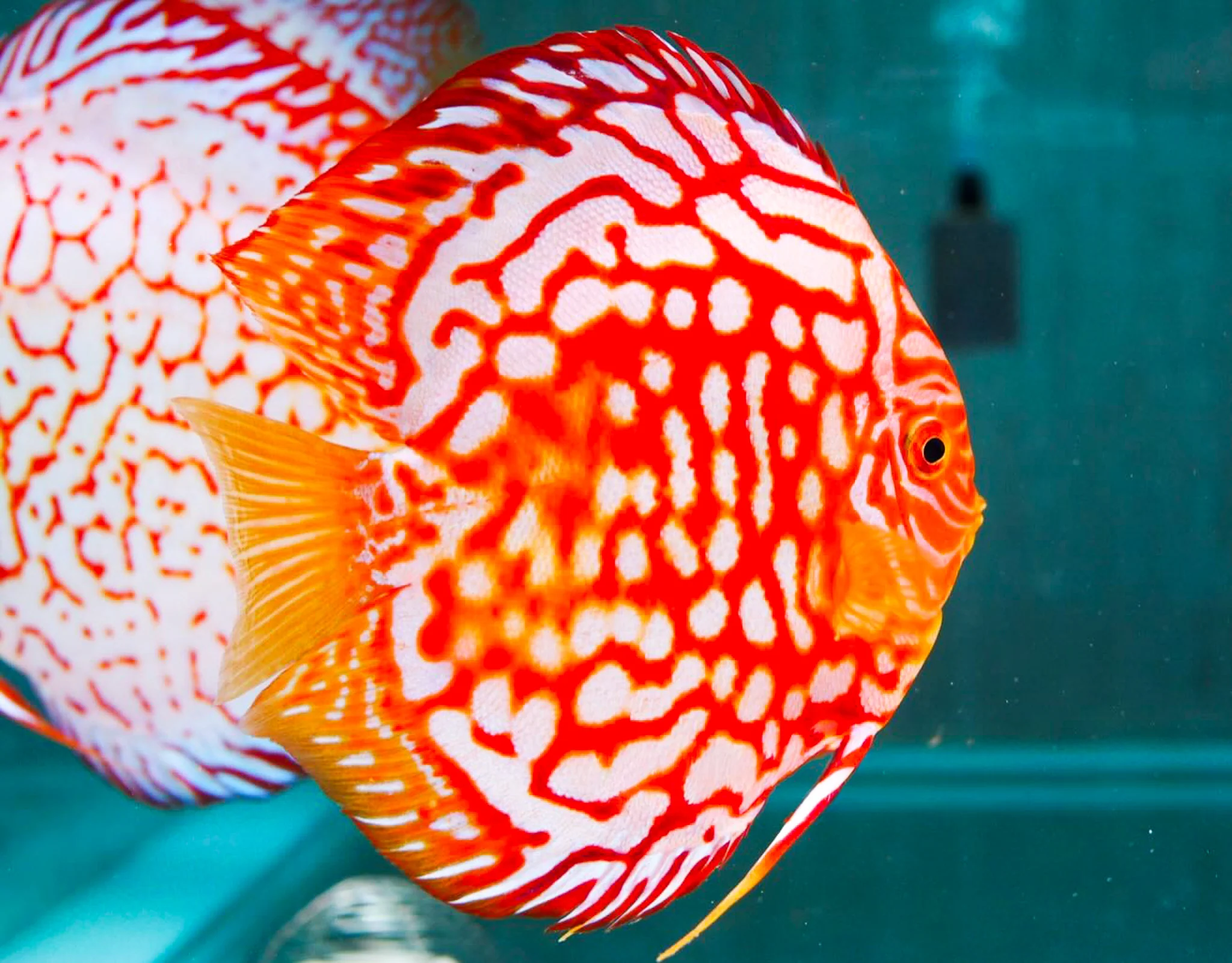 Red Panda Discus Fish | Ultra Color - Image 4