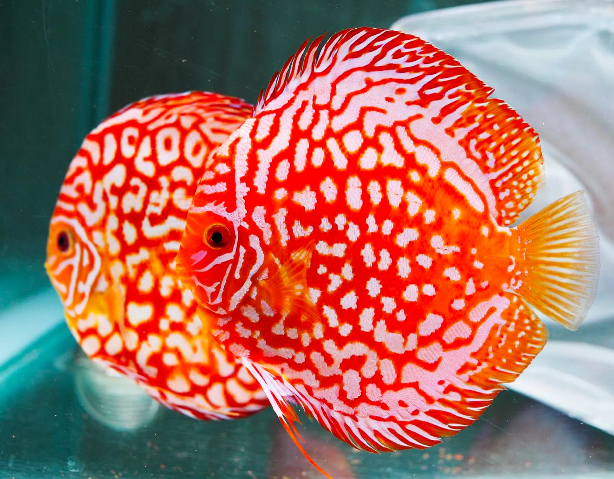 Red Panda Discus Fish | Ultra Color - Image 5
