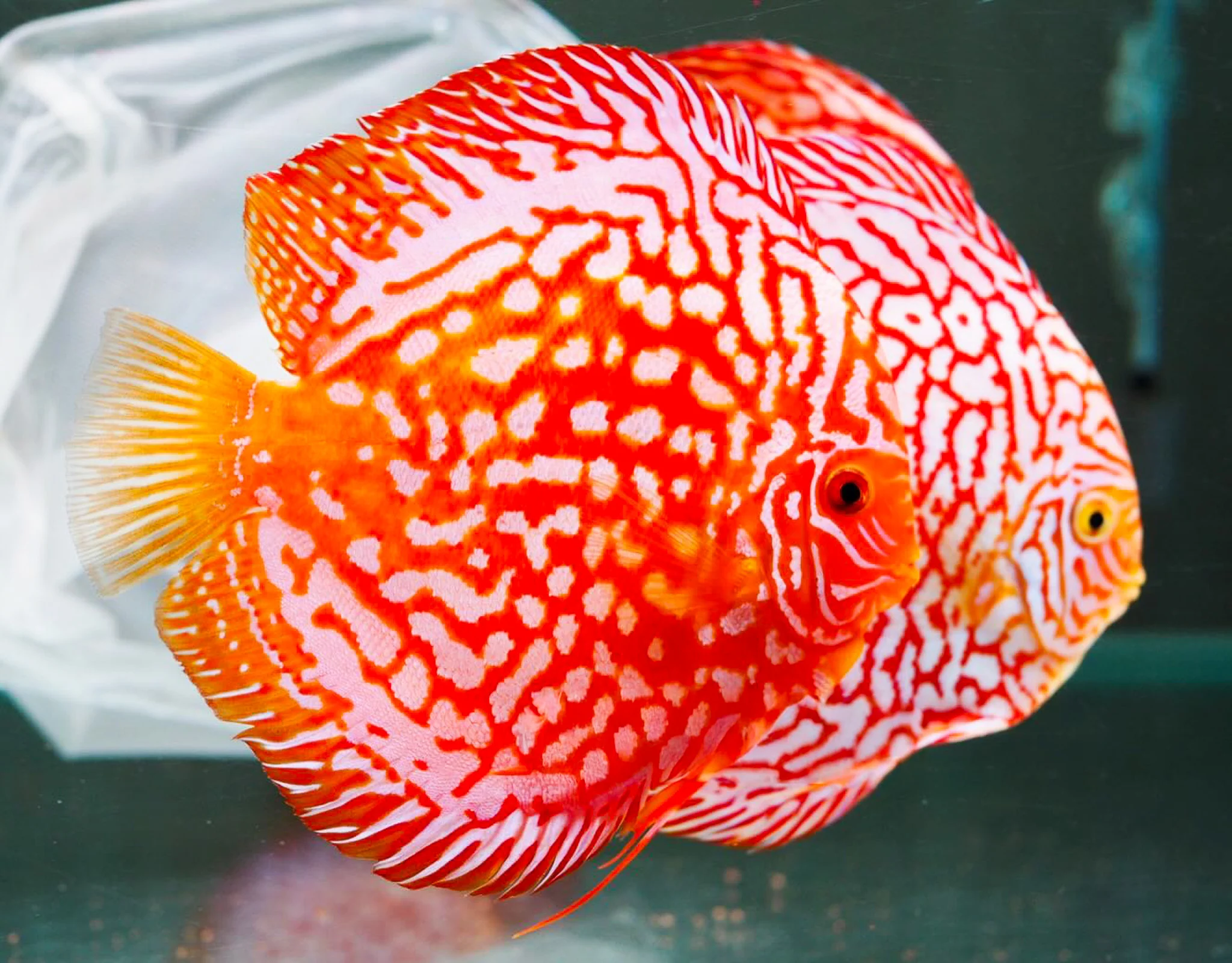 Red Panda Discus Fish | Ultra Color - Image 6