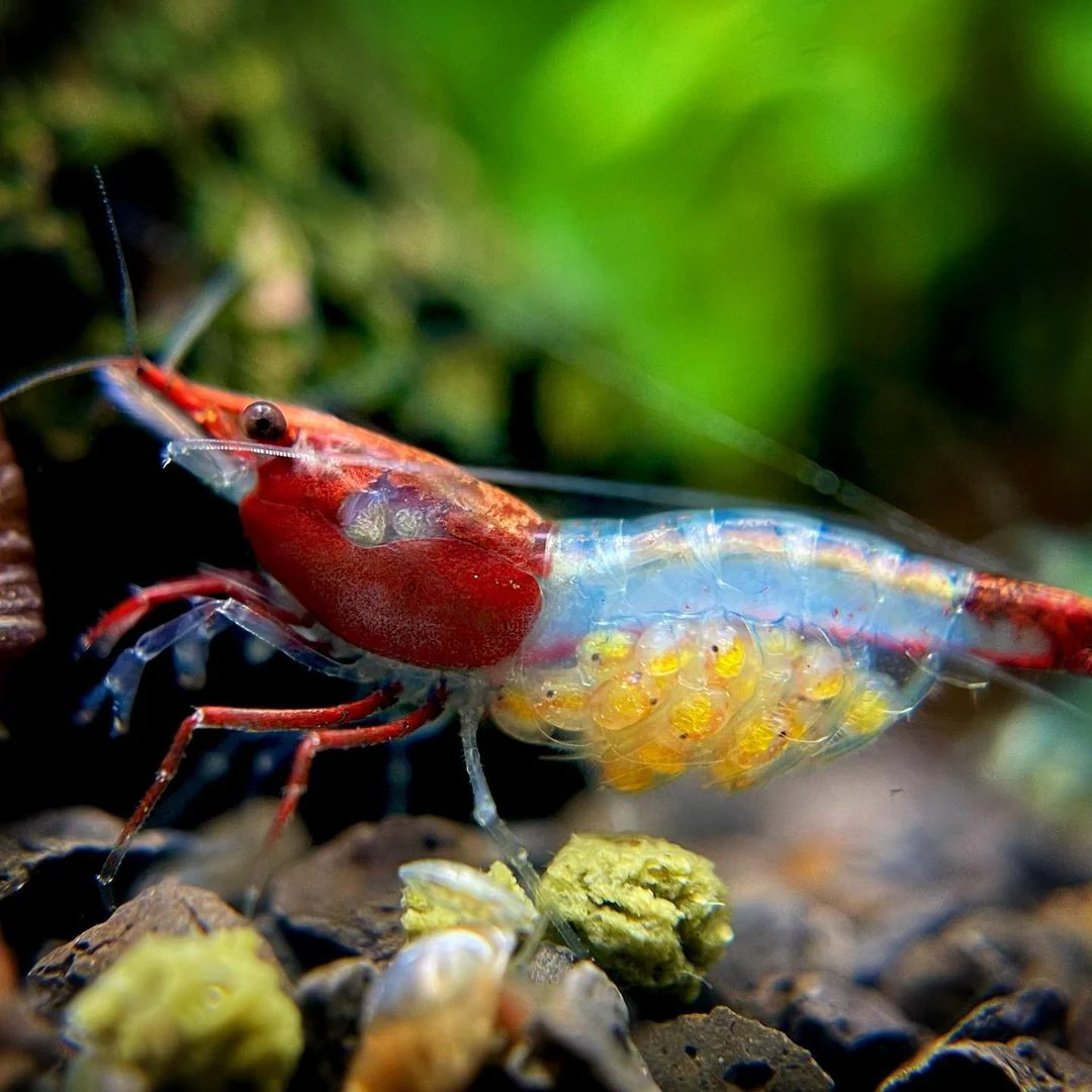 Red Rili Neocaridina Shrimp - Image 3