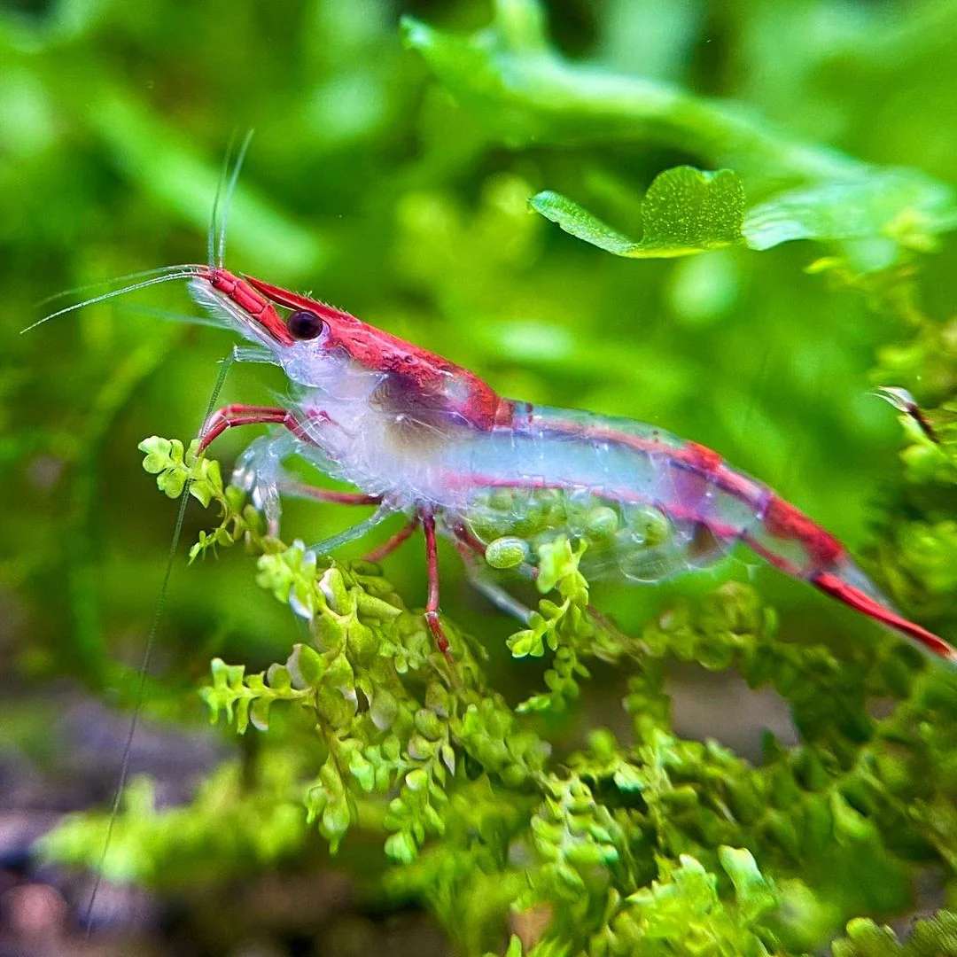 Red Rili Neocaridina Shrimp - Image 4