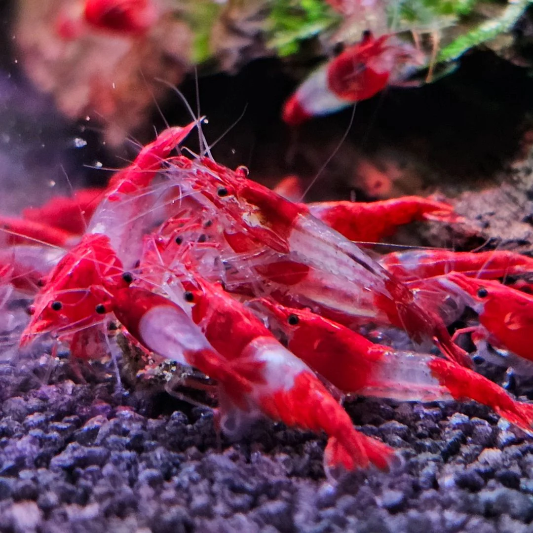 Red Rili Neocaridina Shrimp - Image 5