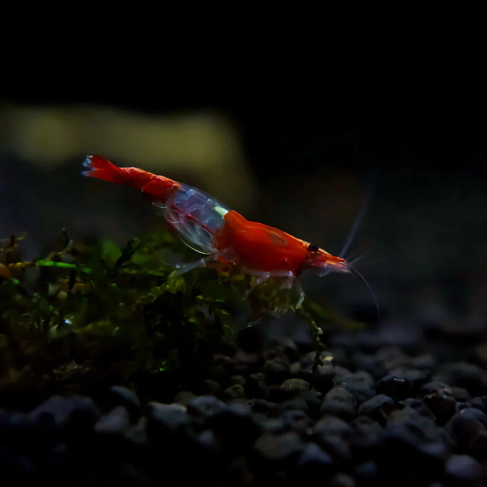 Red Rili Neocaridina Shrimp - Image 6