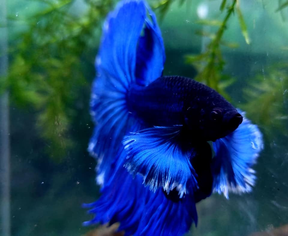 Royal Blue Dumbo Halfmoon Male Betta Fish - Image 3