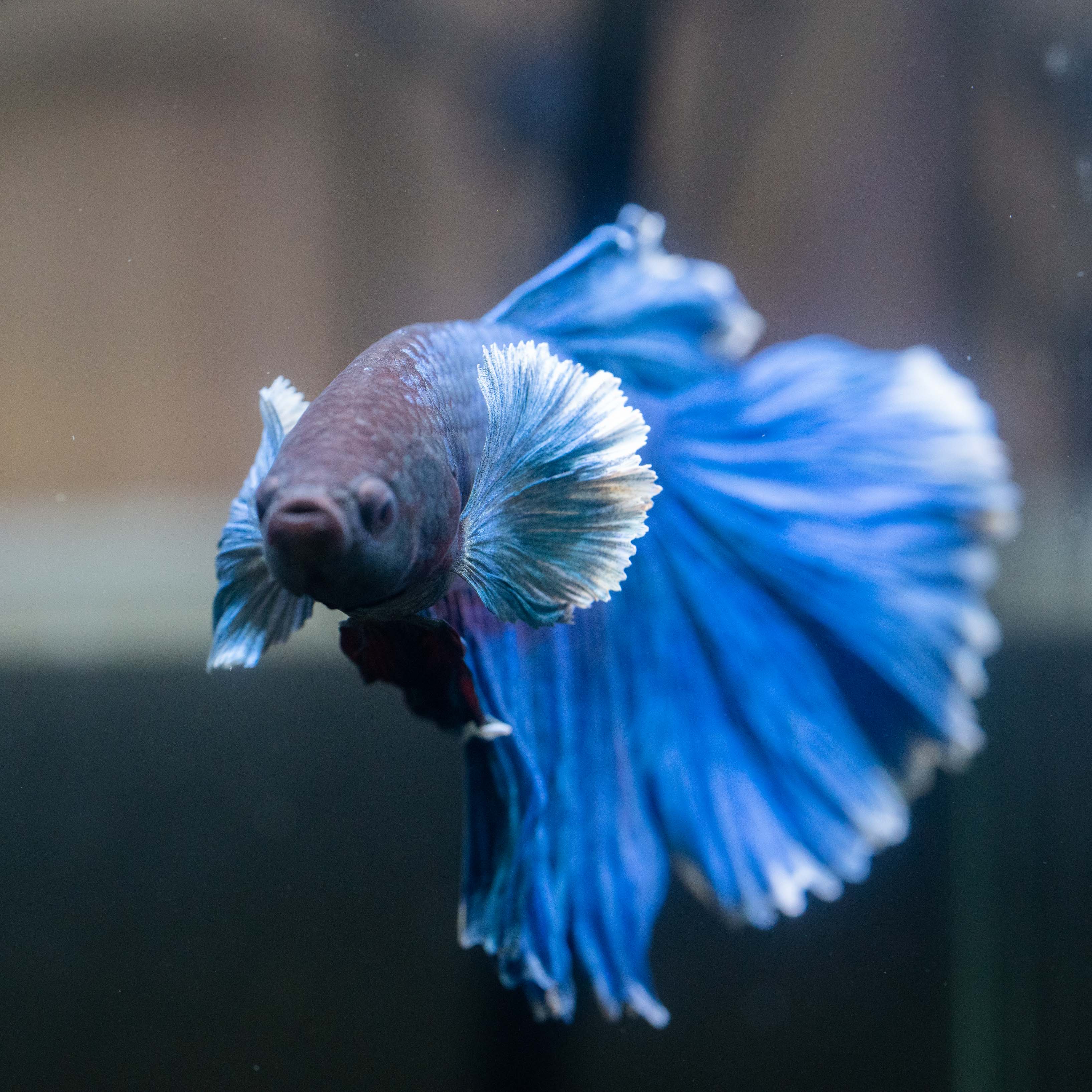 Royal Blue Dumbo Halfmoon Male Betta Fish - Image 6