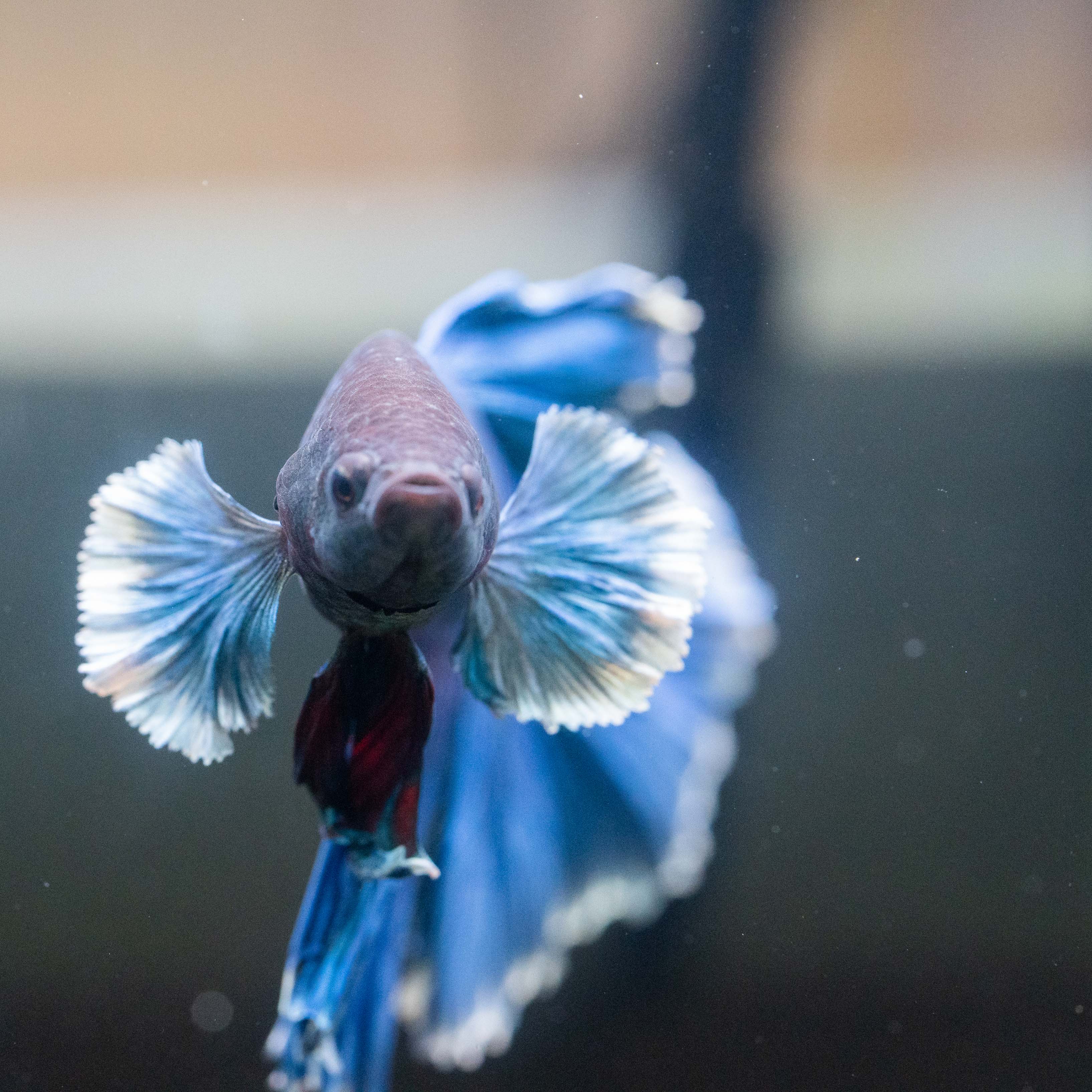 Royal Blue Dumbo Halfmoon Male Betta Fish - Image 7
