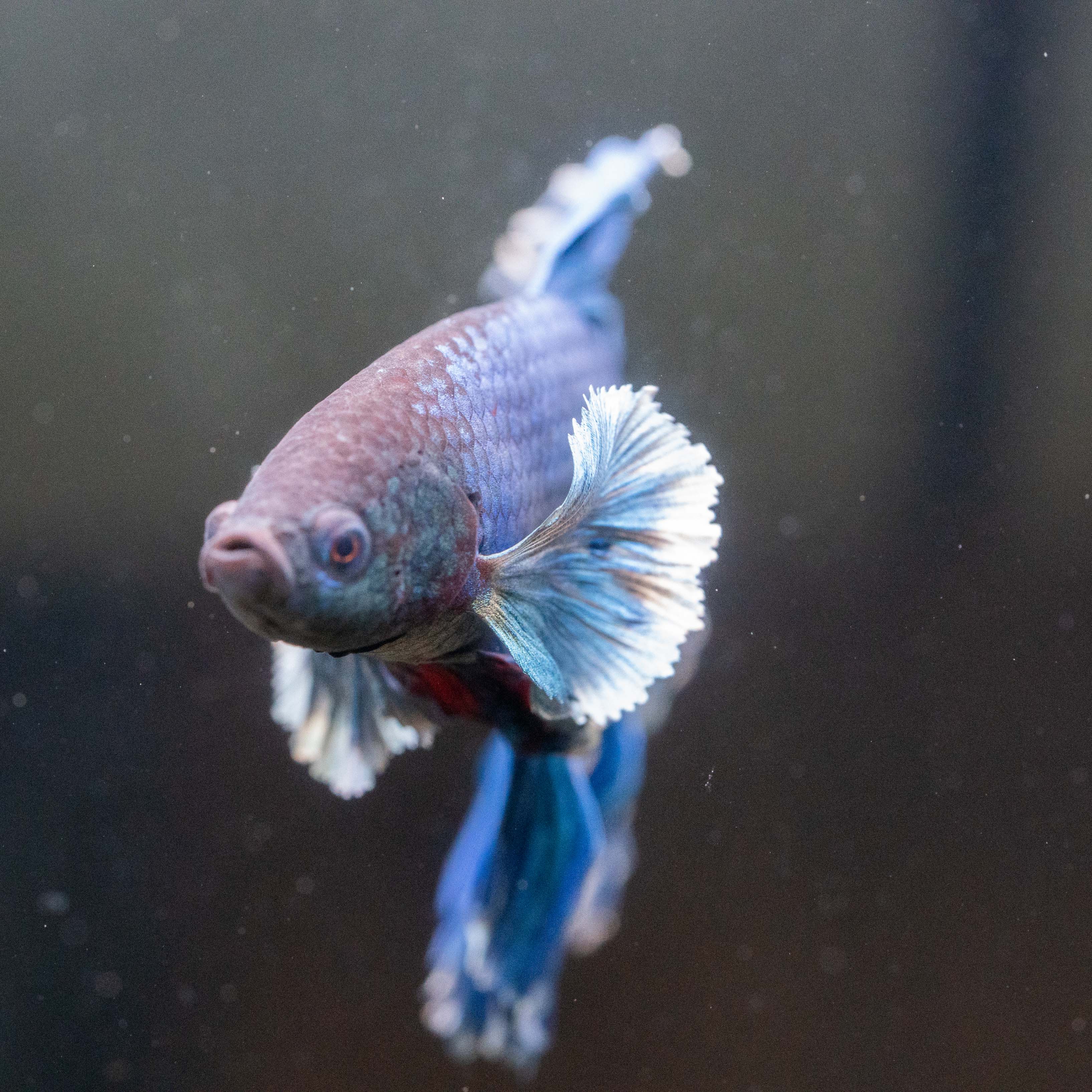 Royal Blue Dumbo Halfmoon Male Betta Fish - Image 8