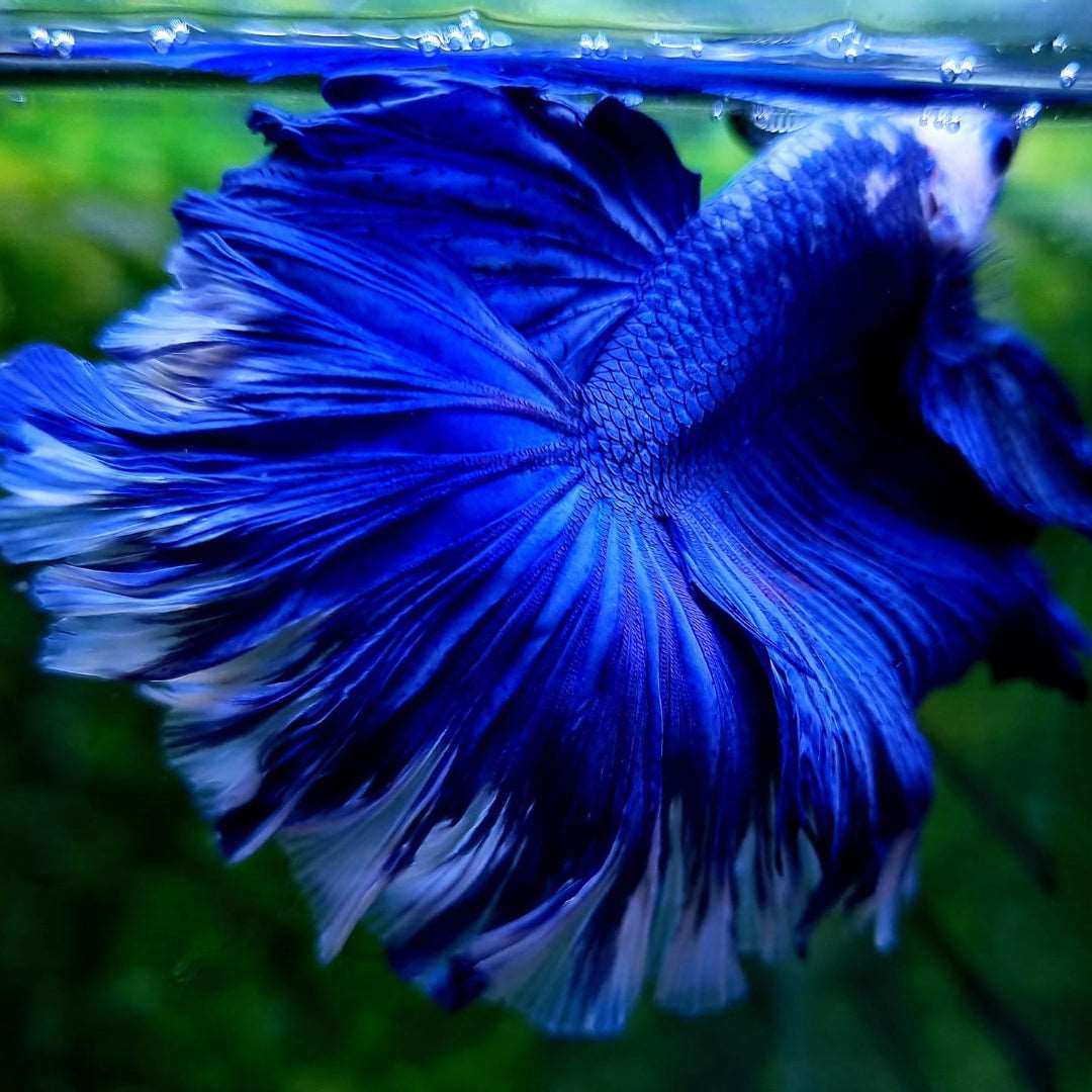 Royal Blue Dumbo Halfmoon Male Betta Fish - Image 9