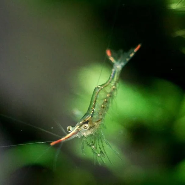 Rudolph Shrimp - The Algae Eating Warrior - Image 3