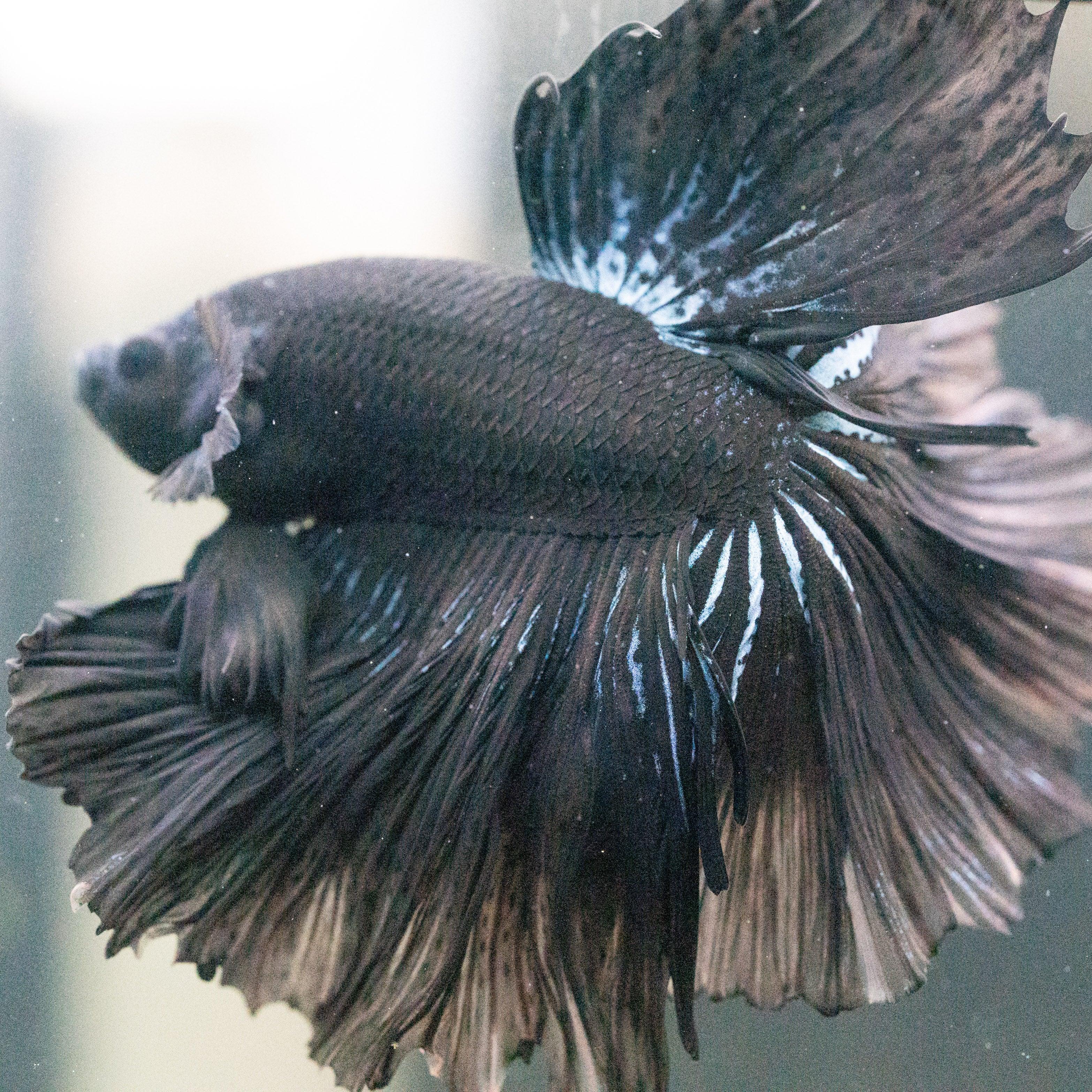 Super Black Halfmoon Male Betta Fish - Image 3
