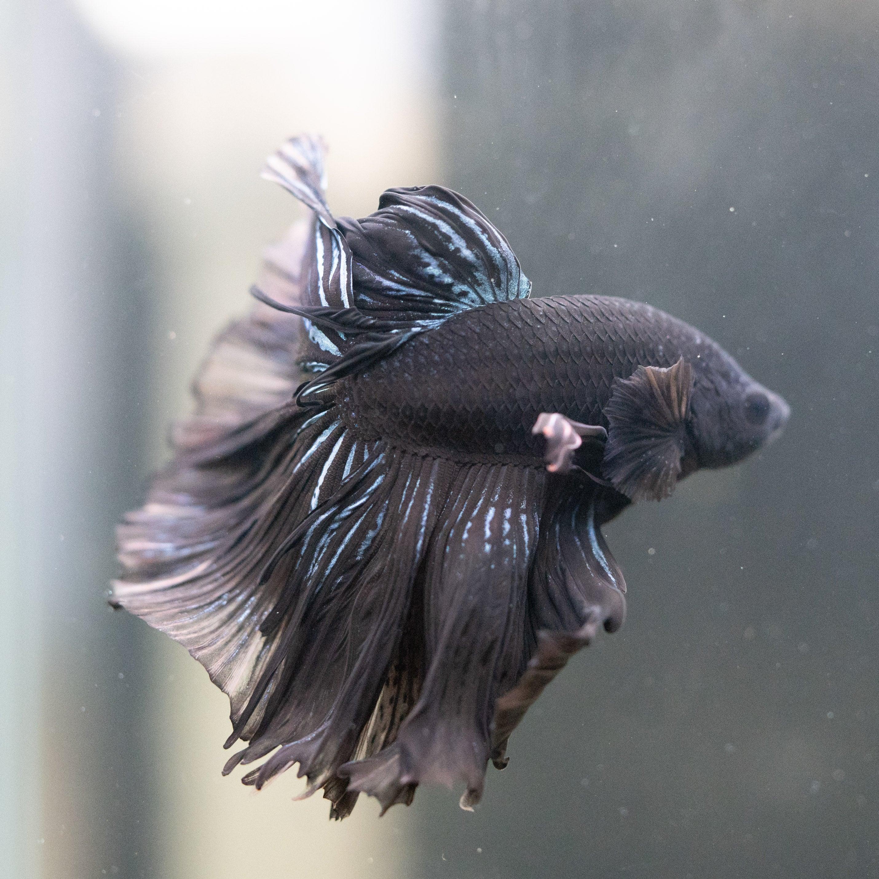 Super Black Halfmoon Male Betta Fish - Image 4