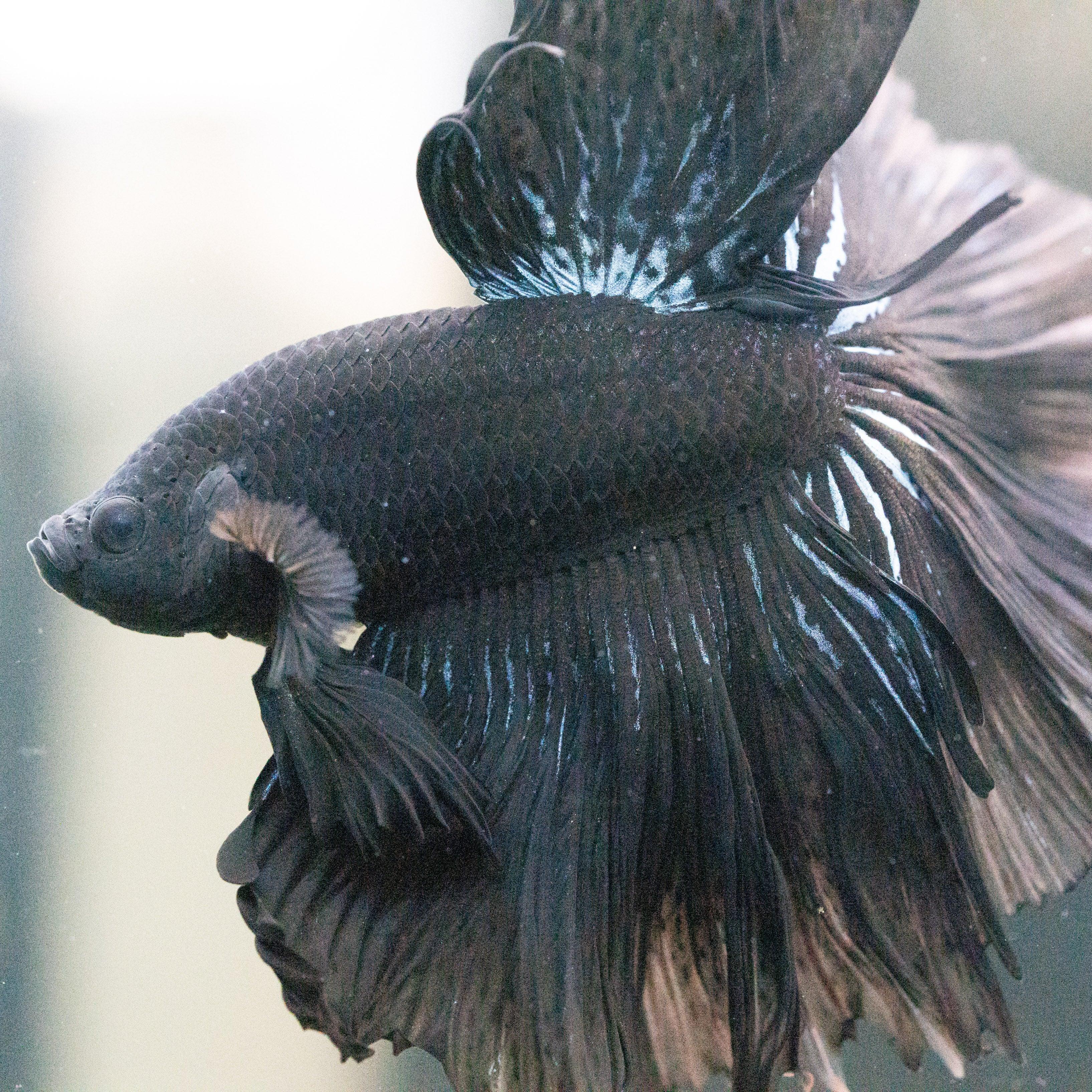 Super Black Halfmoon Male Betta Fish - Image 5