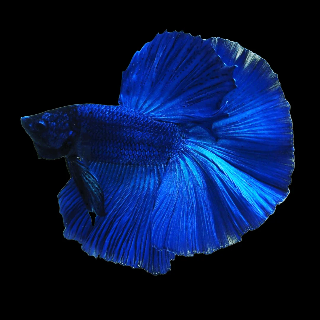 Super Blue Halfmoon Male Betta Fish - Image 3