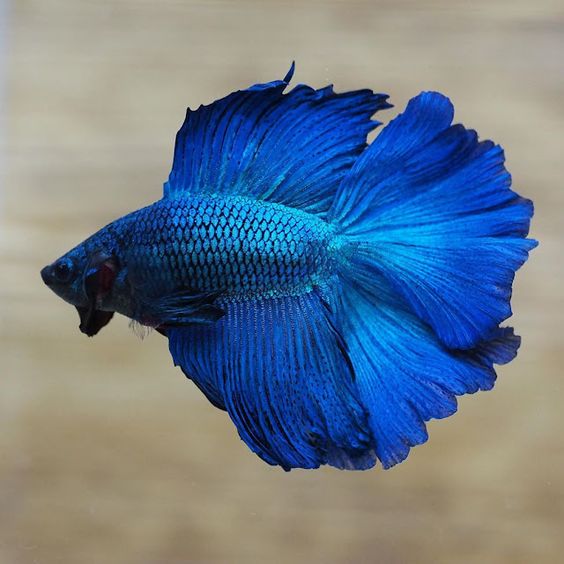 Super Blue Halfmoon Male Betta Fish - Image 4
