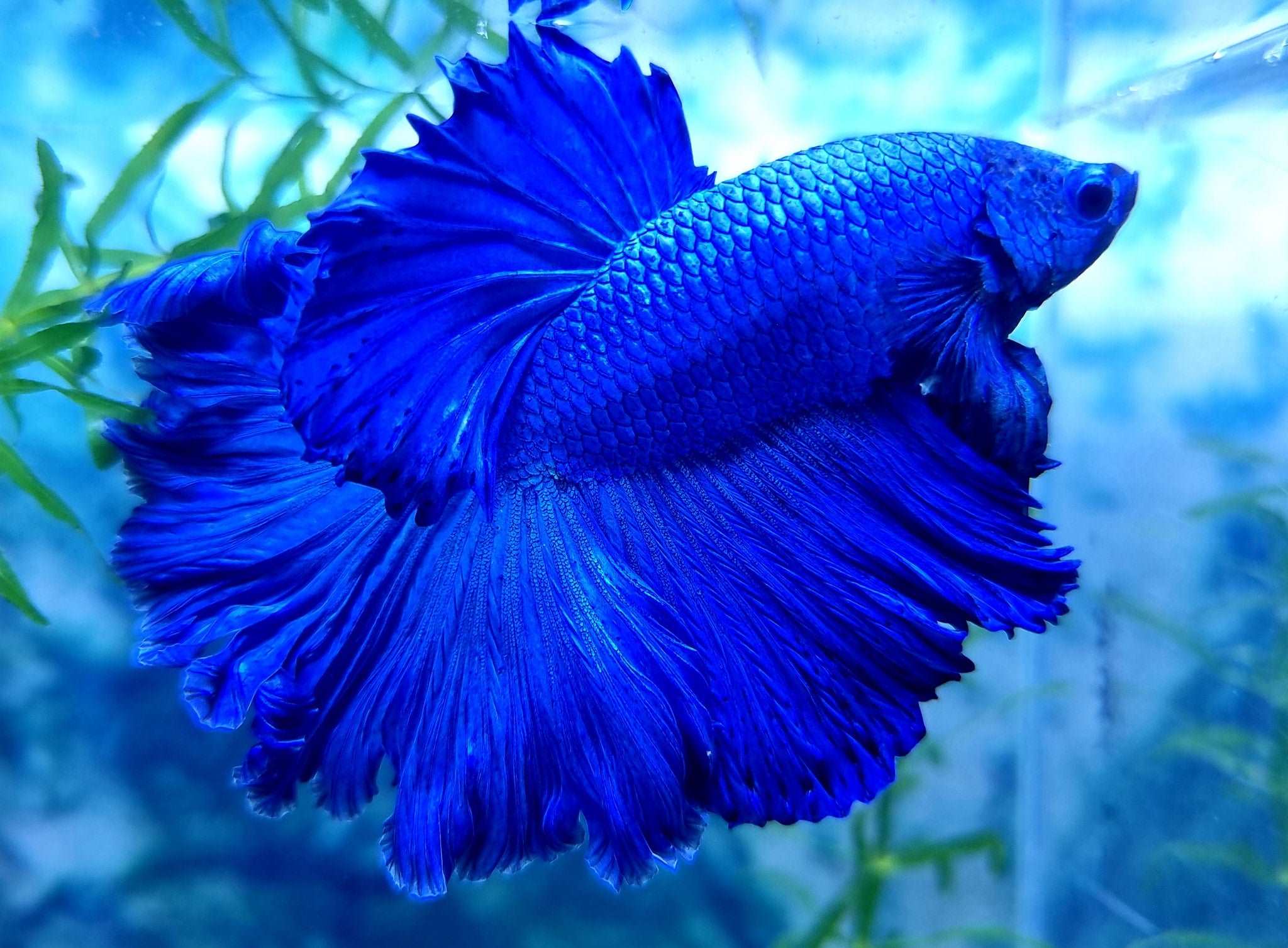 Super Blue Halfmoon Male Betta Fish - Image 5